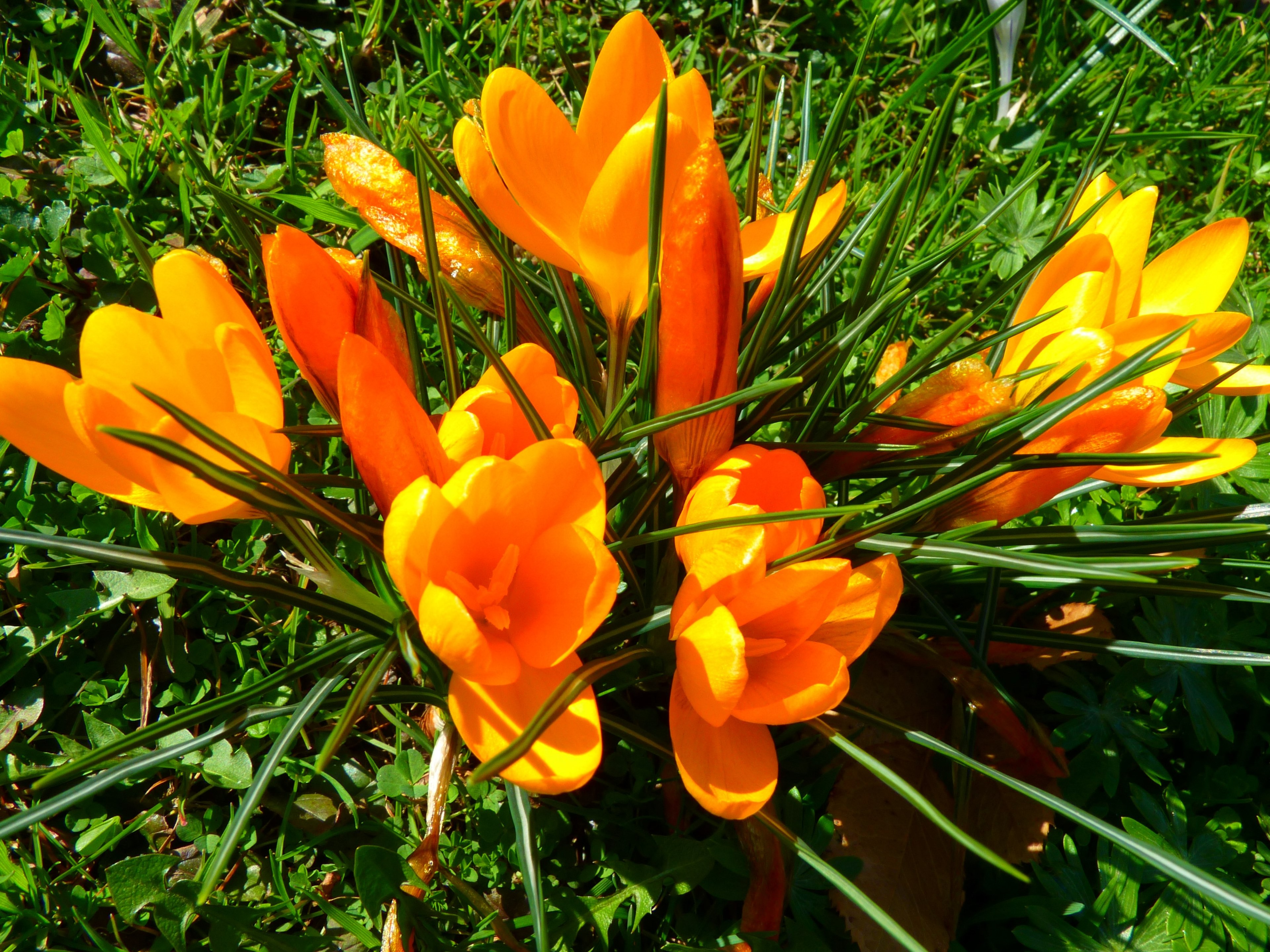 crocus flower spring bühen yellow 4k, HD Wallpaper