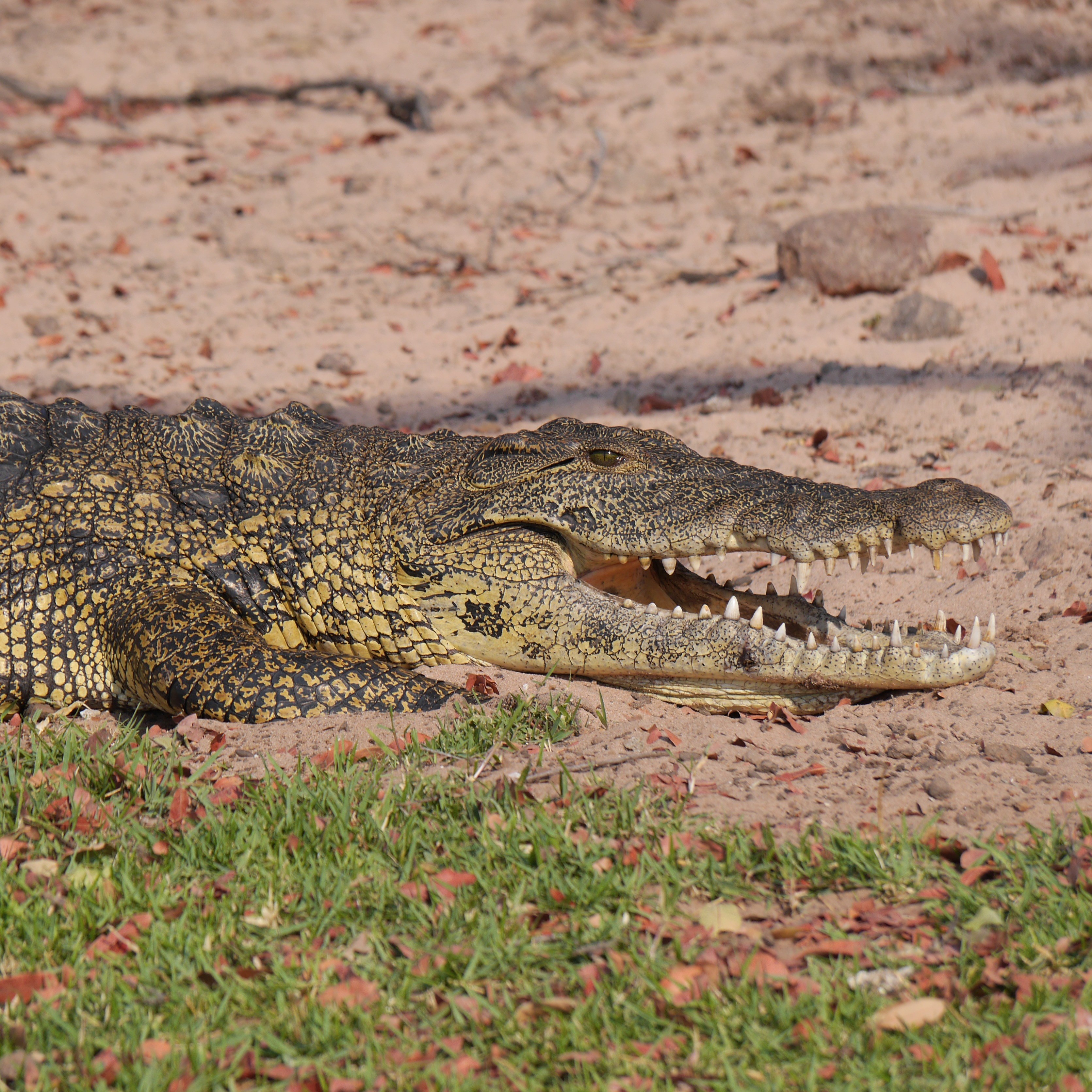 crocodile namibia animals safari animal world 4k, Phone HD Wallpaper