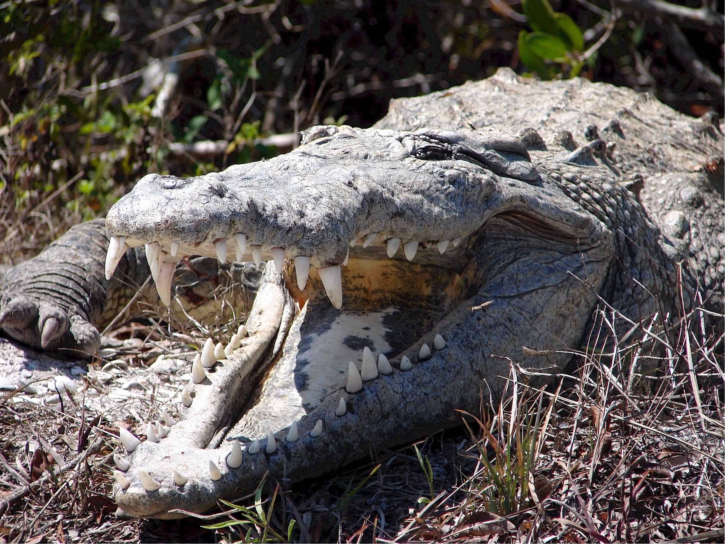 crocodile reptile wildlife nature predator wild 4k, HD Wallpaper