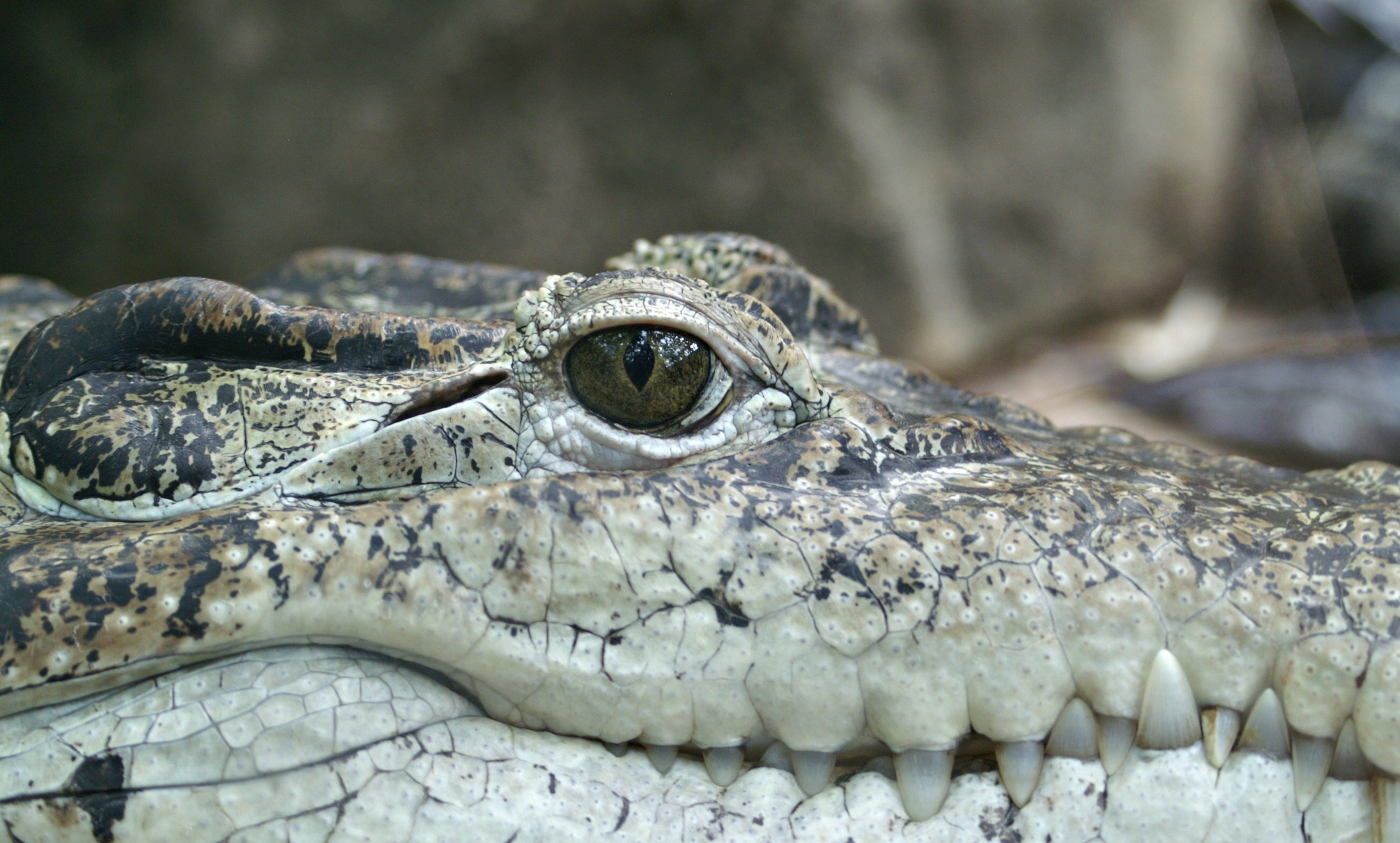 crocodile animal eye alligator reptile hunter 4k, HD Wallpaper