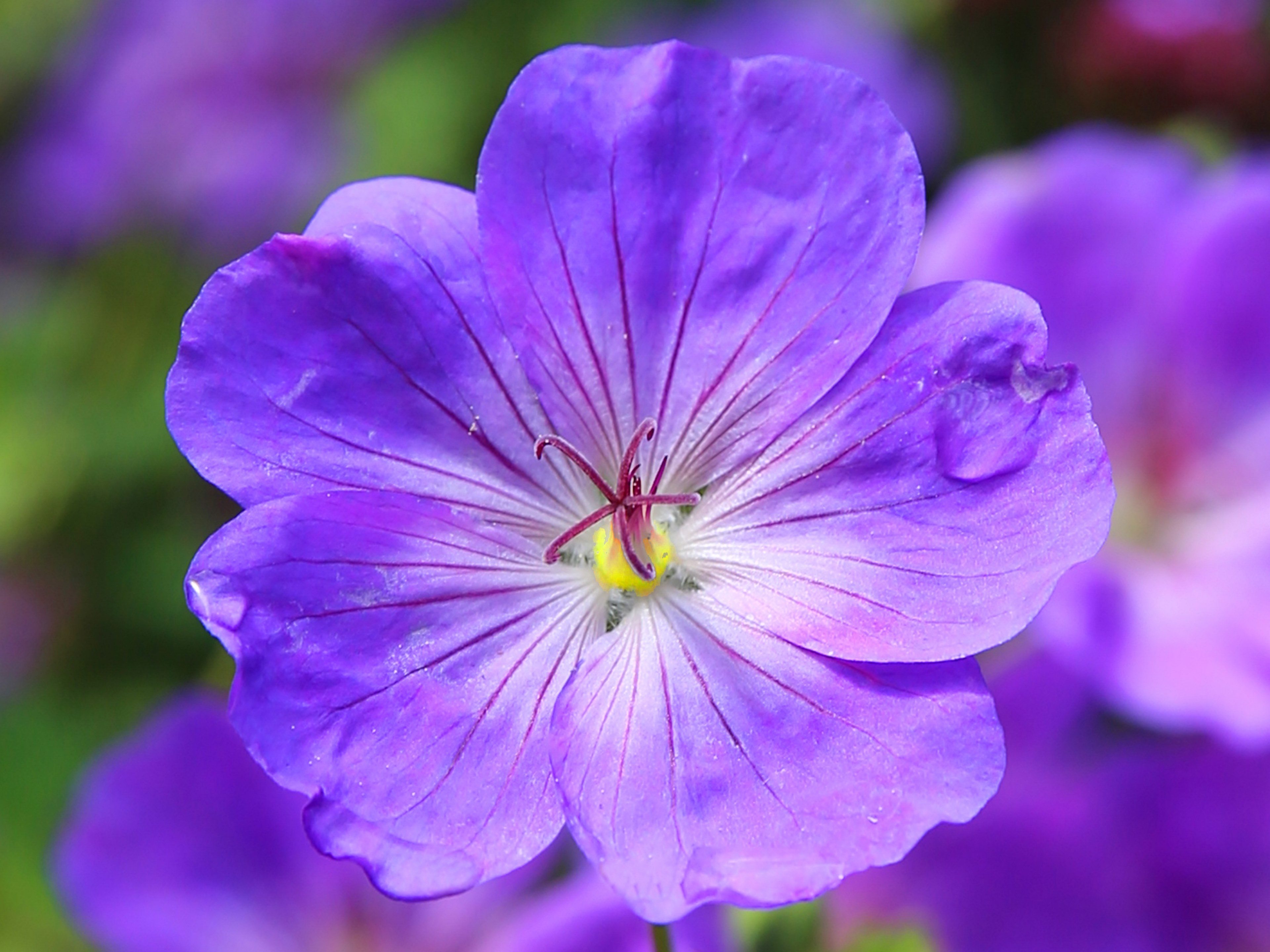 cranesbill flower blossom blue plant flora botany 4k, HD Wallpaper