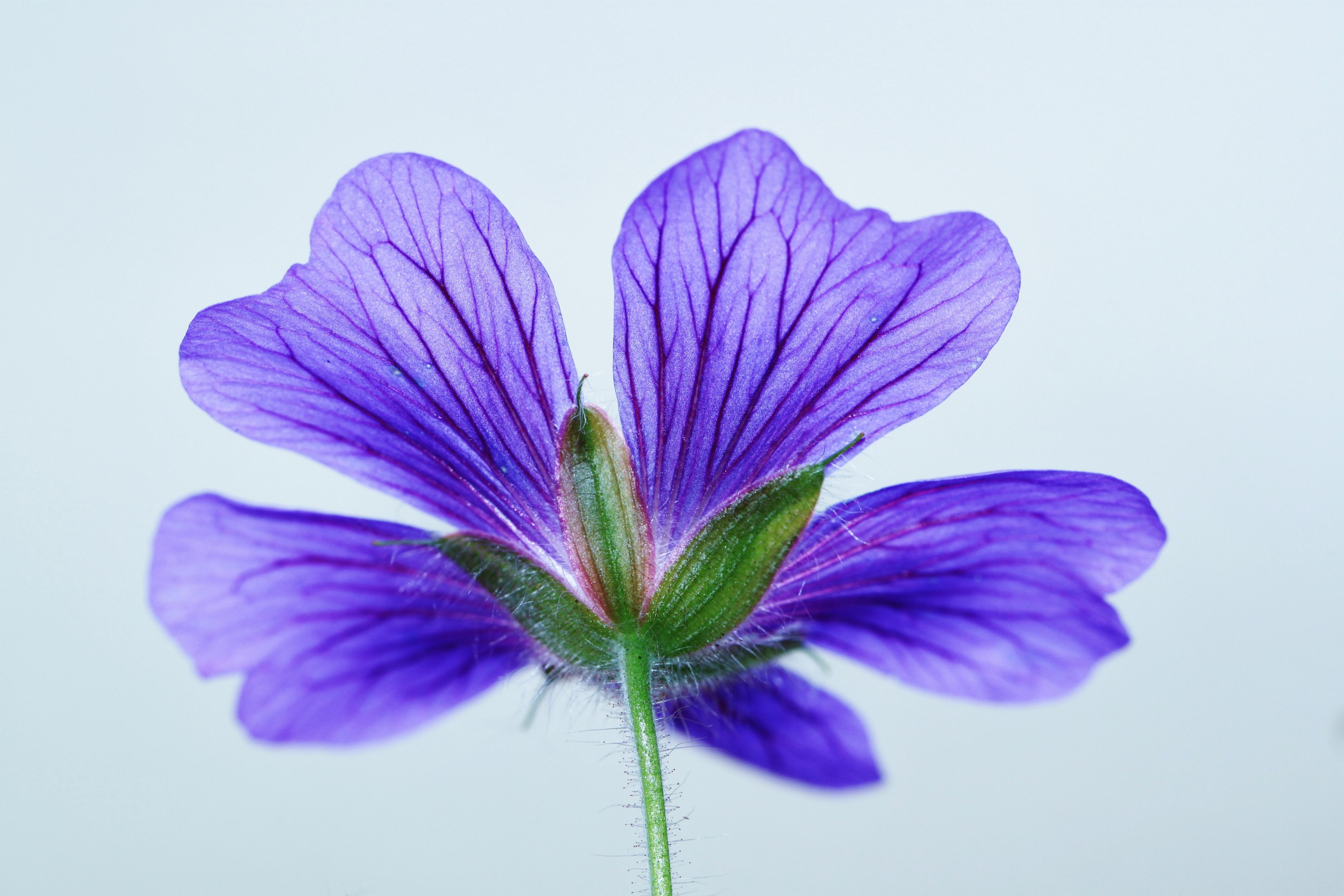 cranesbill blossom bloom blue bloom flower nature 4k, HD Wallpaper