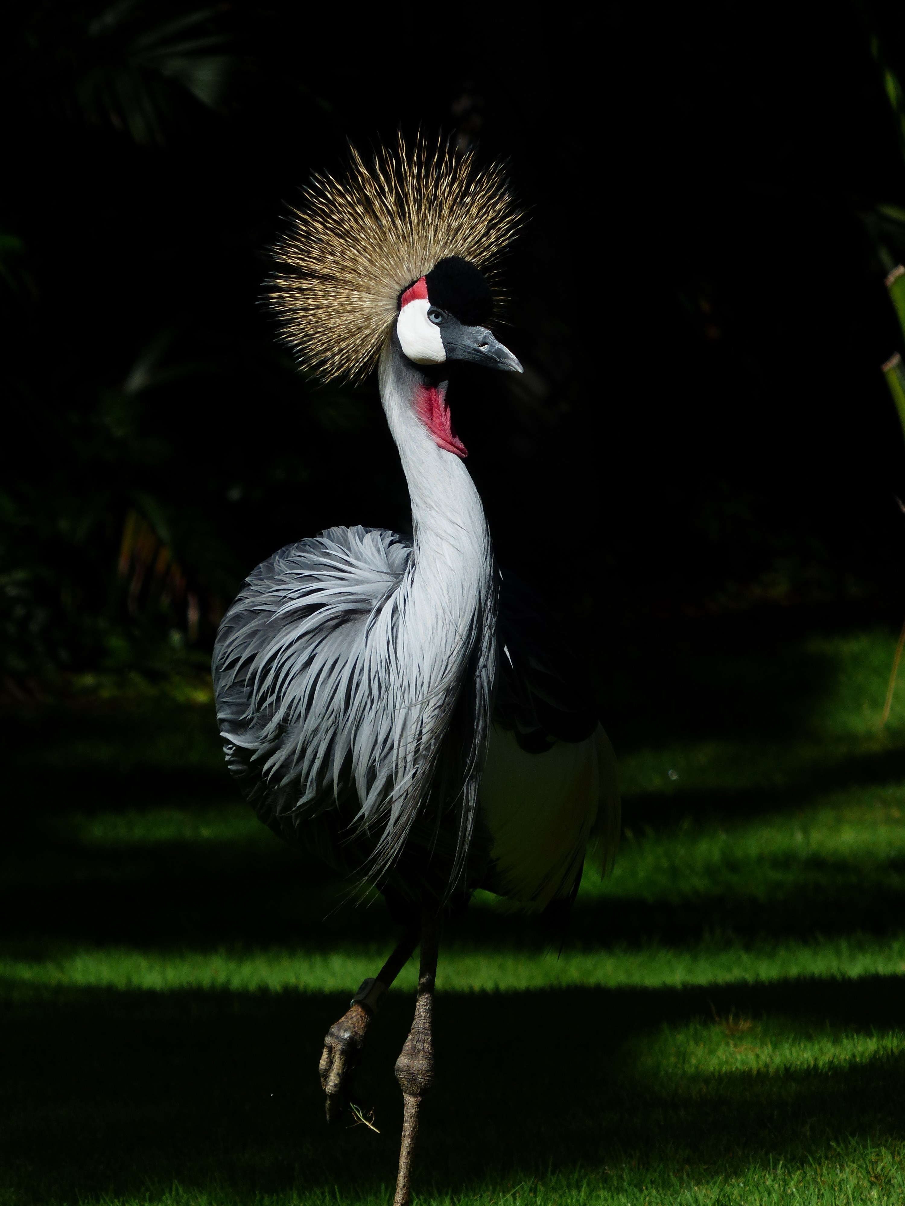 crane bird spring crown 4k, Phone HD Wallpaper