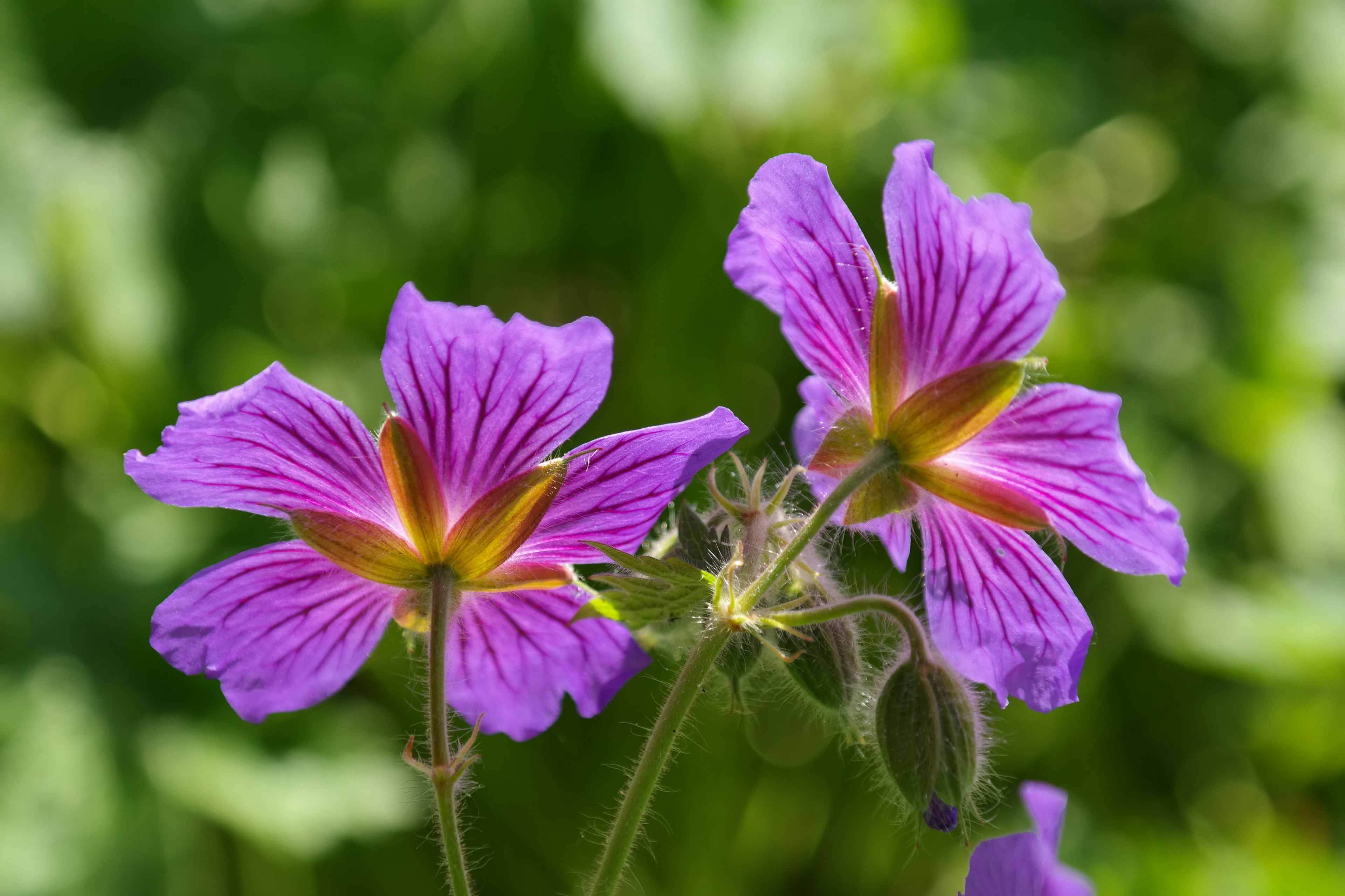 cranesbill blossom bloom plant flower violet 4k, HD Wallpaper