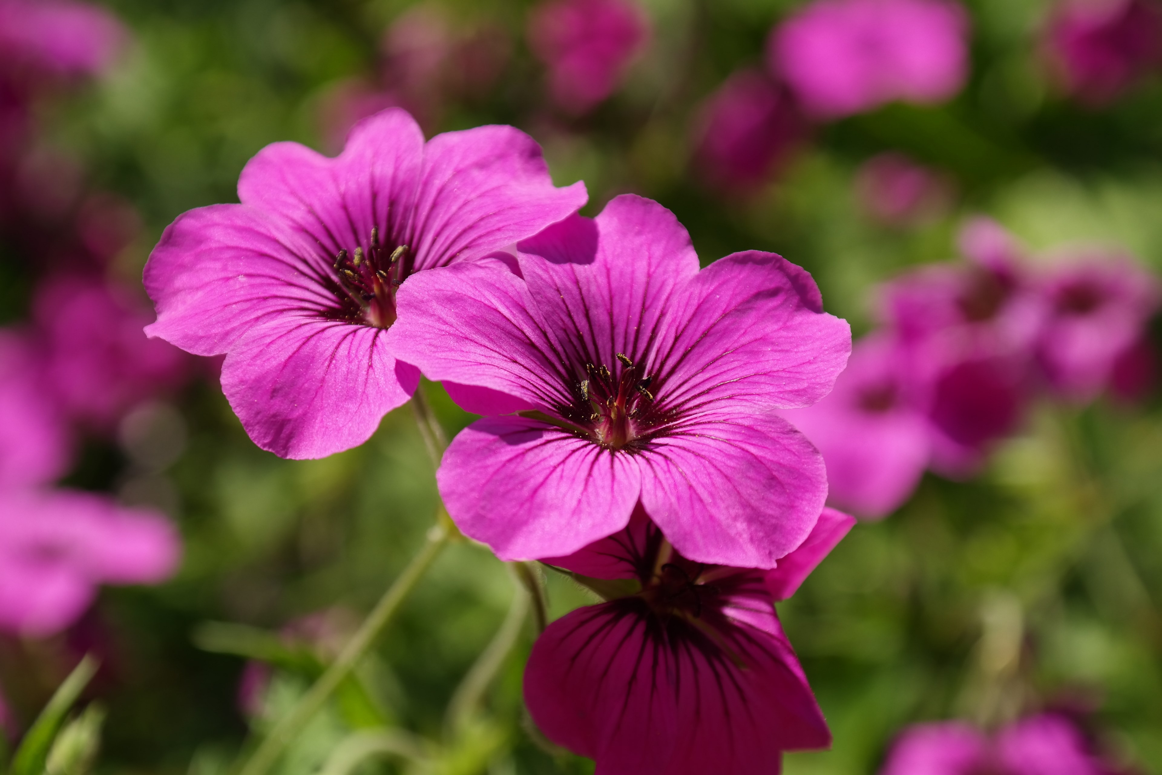 cranesbill blossom bloom pink flower plant purple 4k, HD Wallpaper
