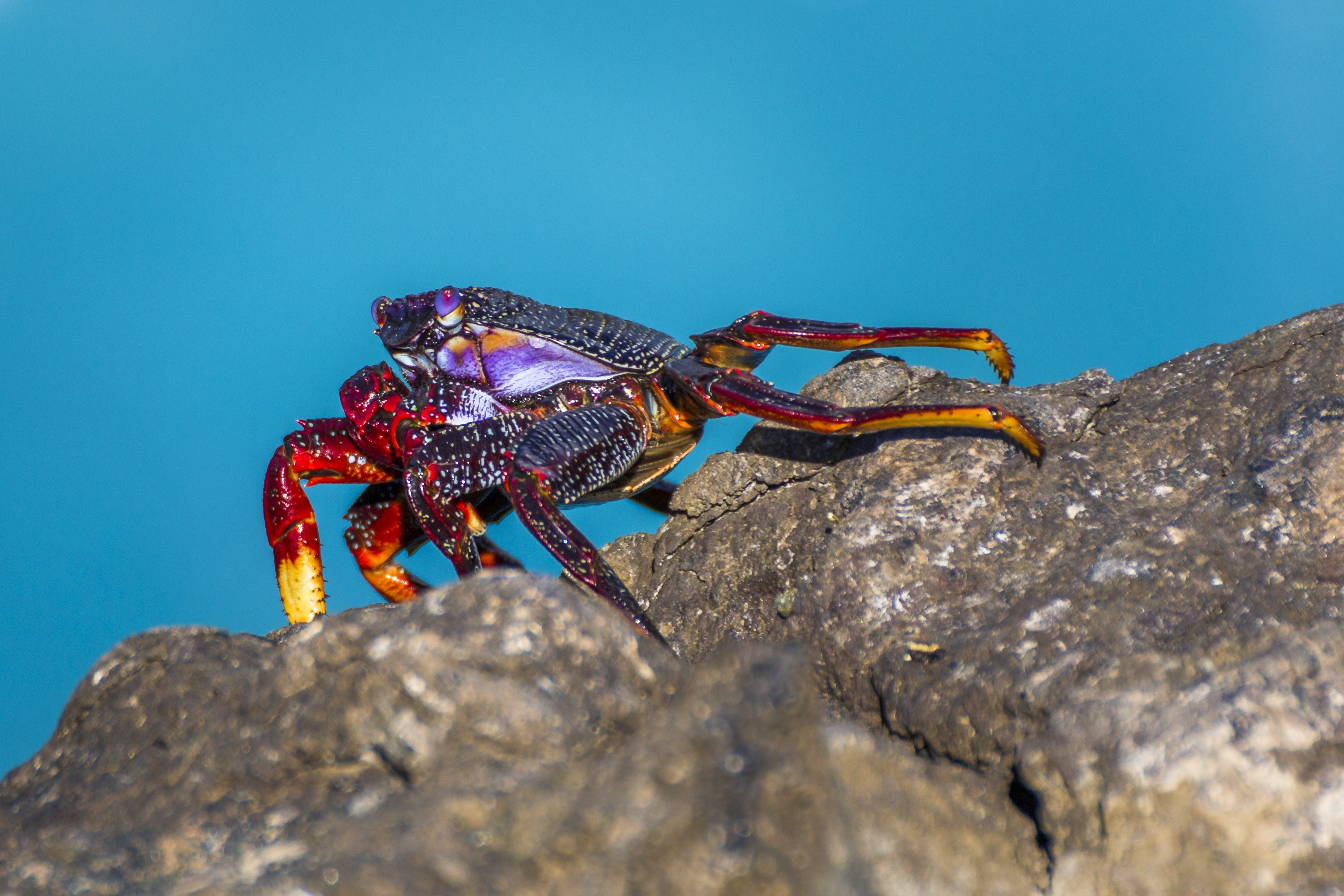 crab rock crab atlantic meeresbewohner coast 4k, HD Wallpaper