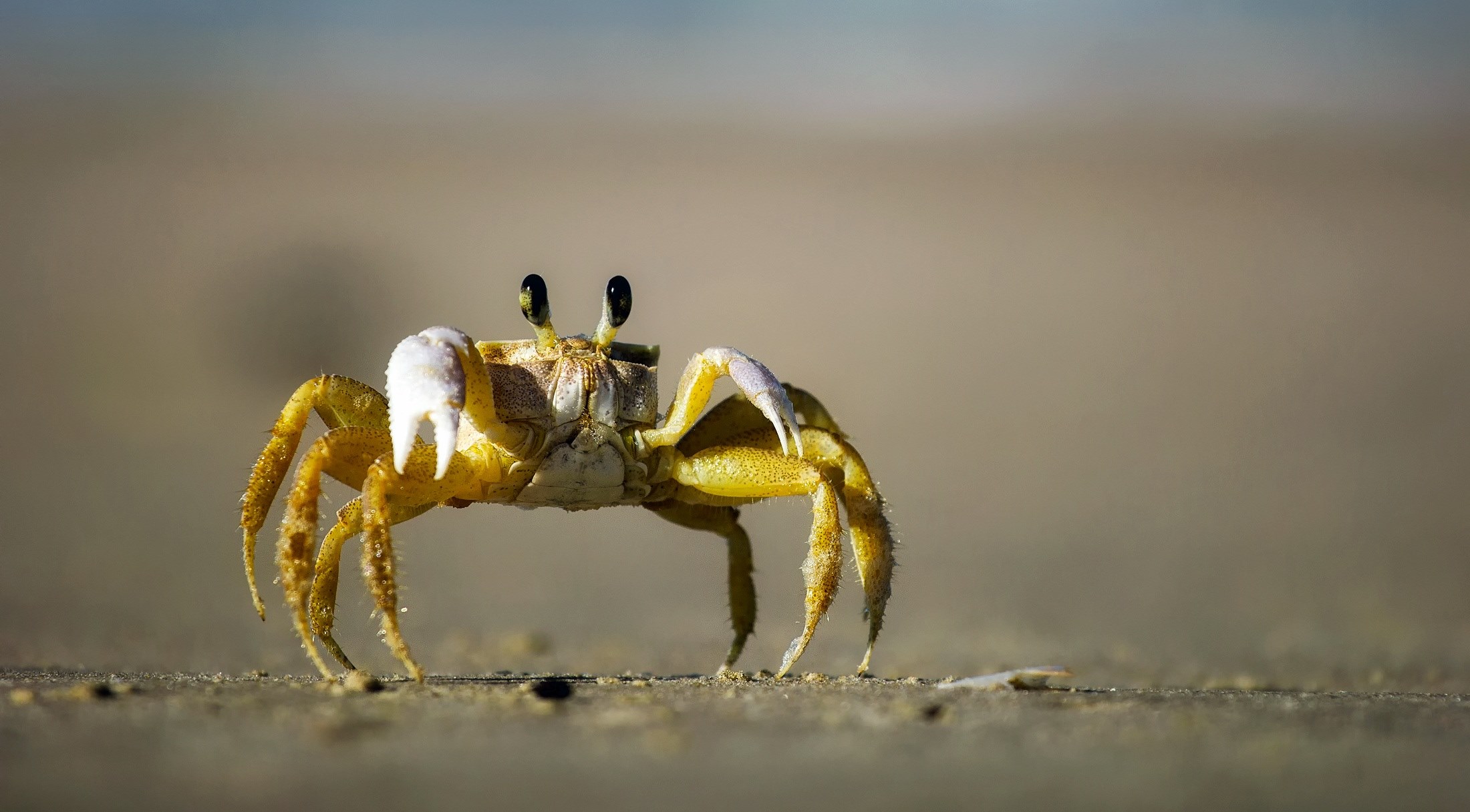 crab beach sand macro closeup crawling eyes hdr 4k, HD Wallpaper