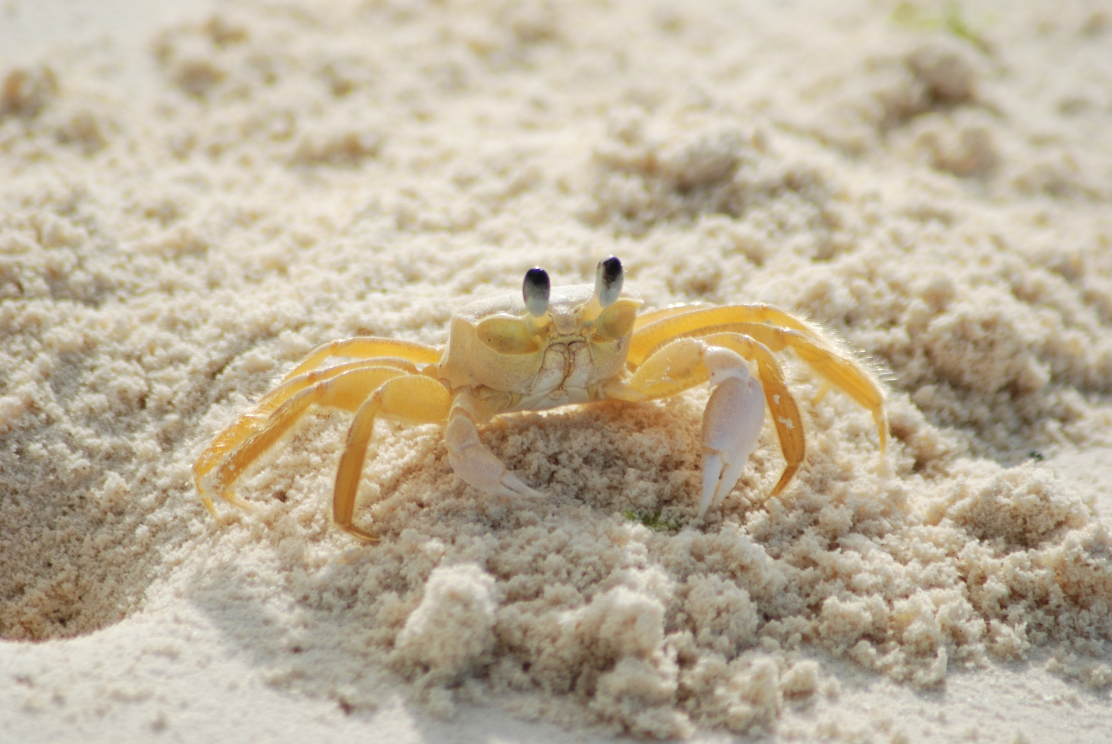 crab yellow ocypode quadrata atlantic ghost crab 4k, HD Wallpaper