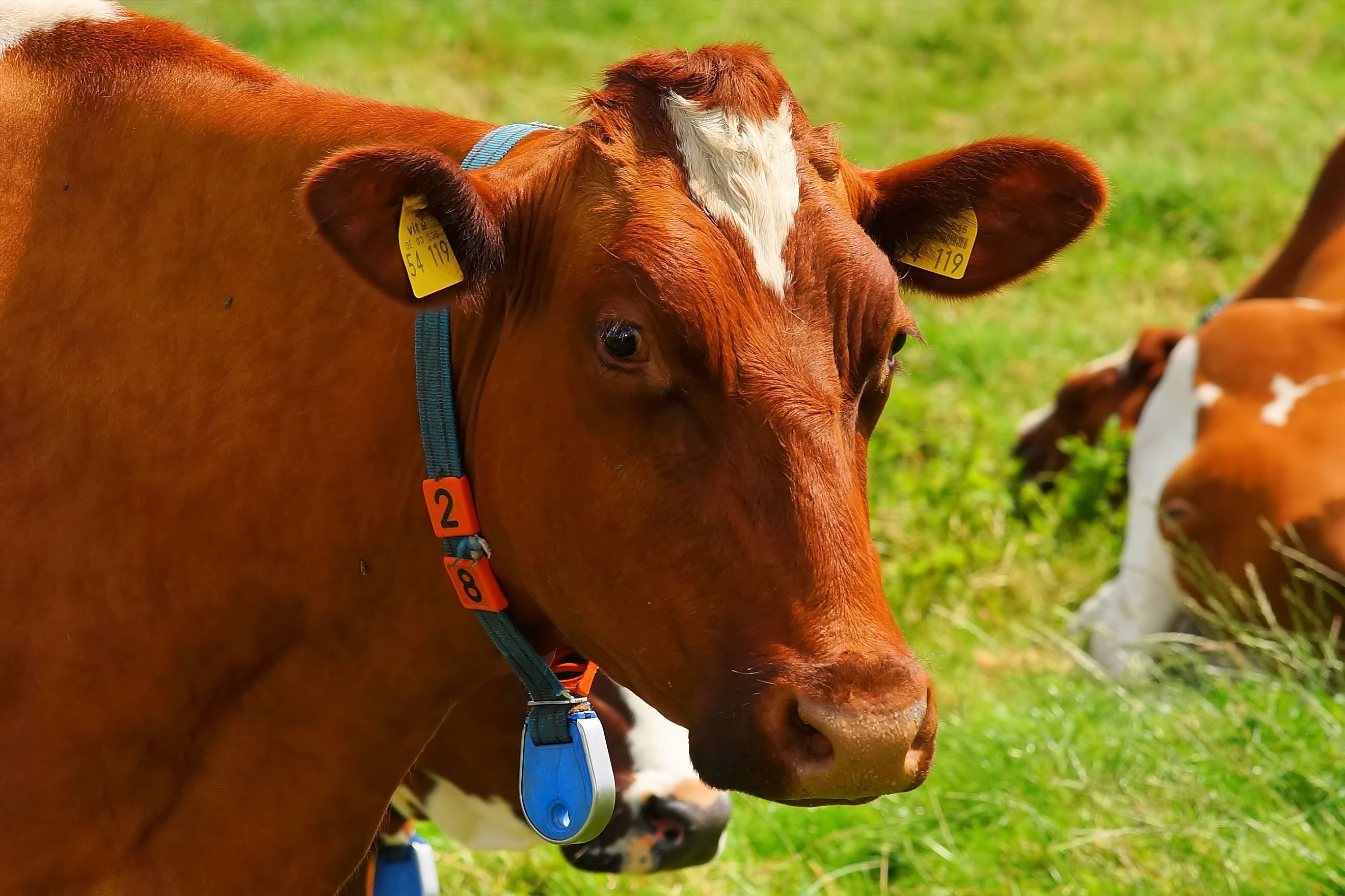 cow red orange pasture curious animal attention 4k, HD Wallpaper
