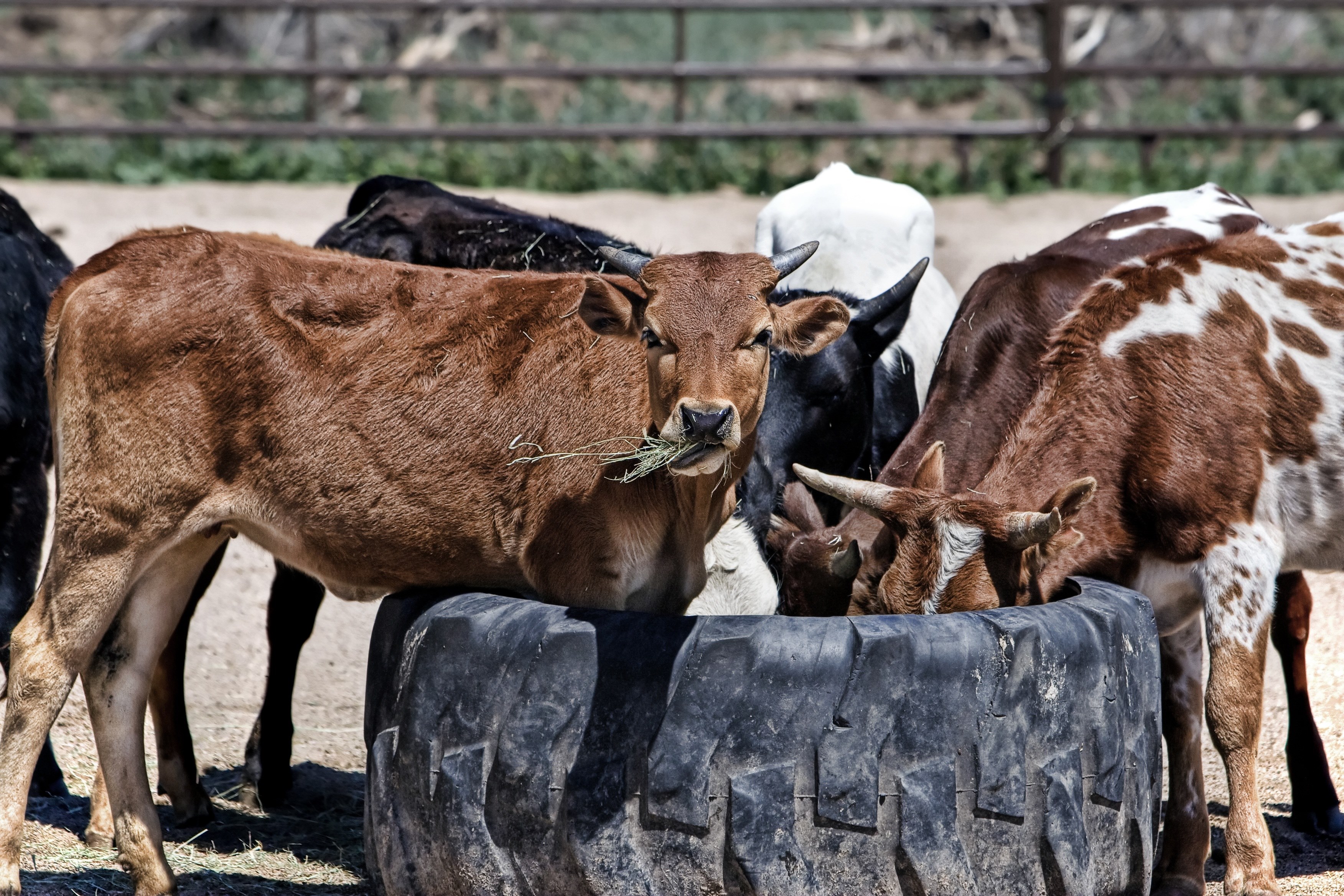 cow cattle farm animal beef rural livestock 4k, HD Wallpaper