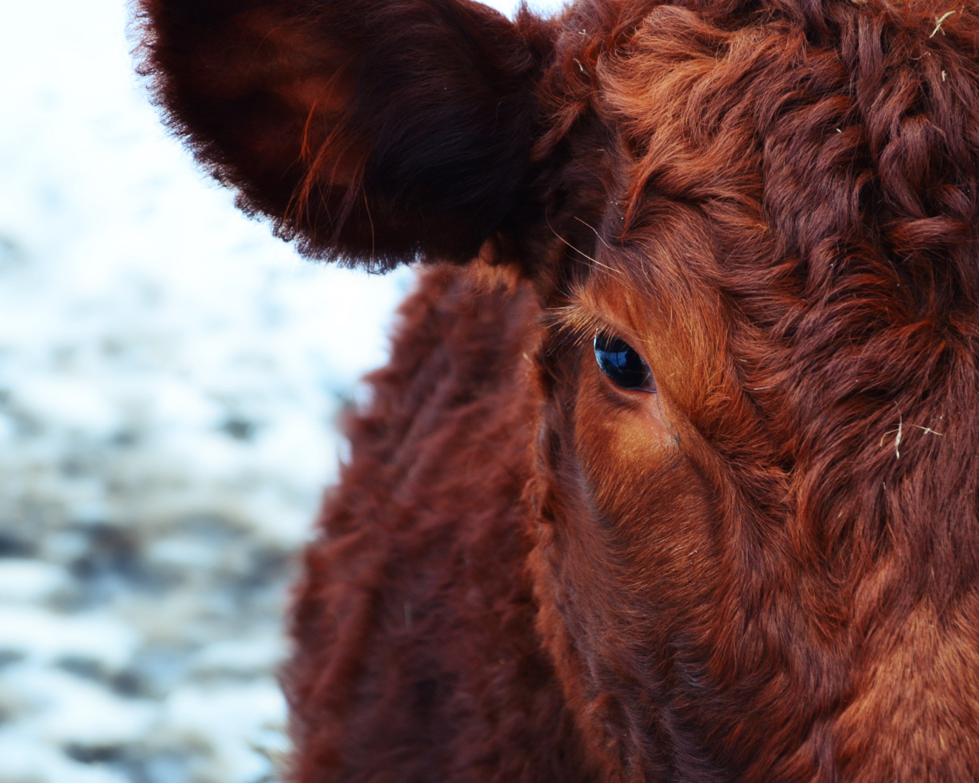 cow animal brown animals cattle cows winter 4k, HD Wallpaper