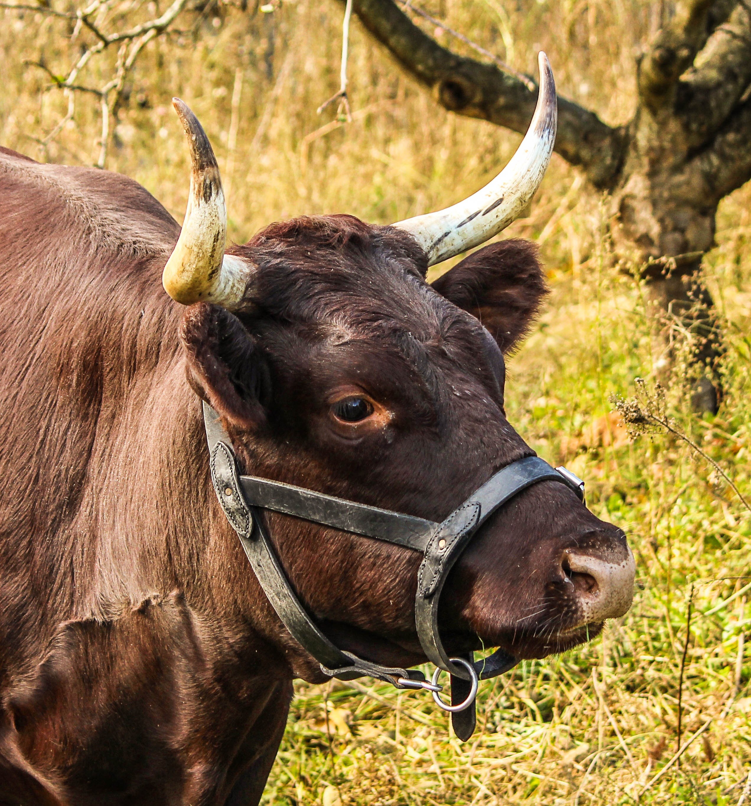 cow milch harness bovine devon cattle cattle 4k, Phone HD Wallpaper