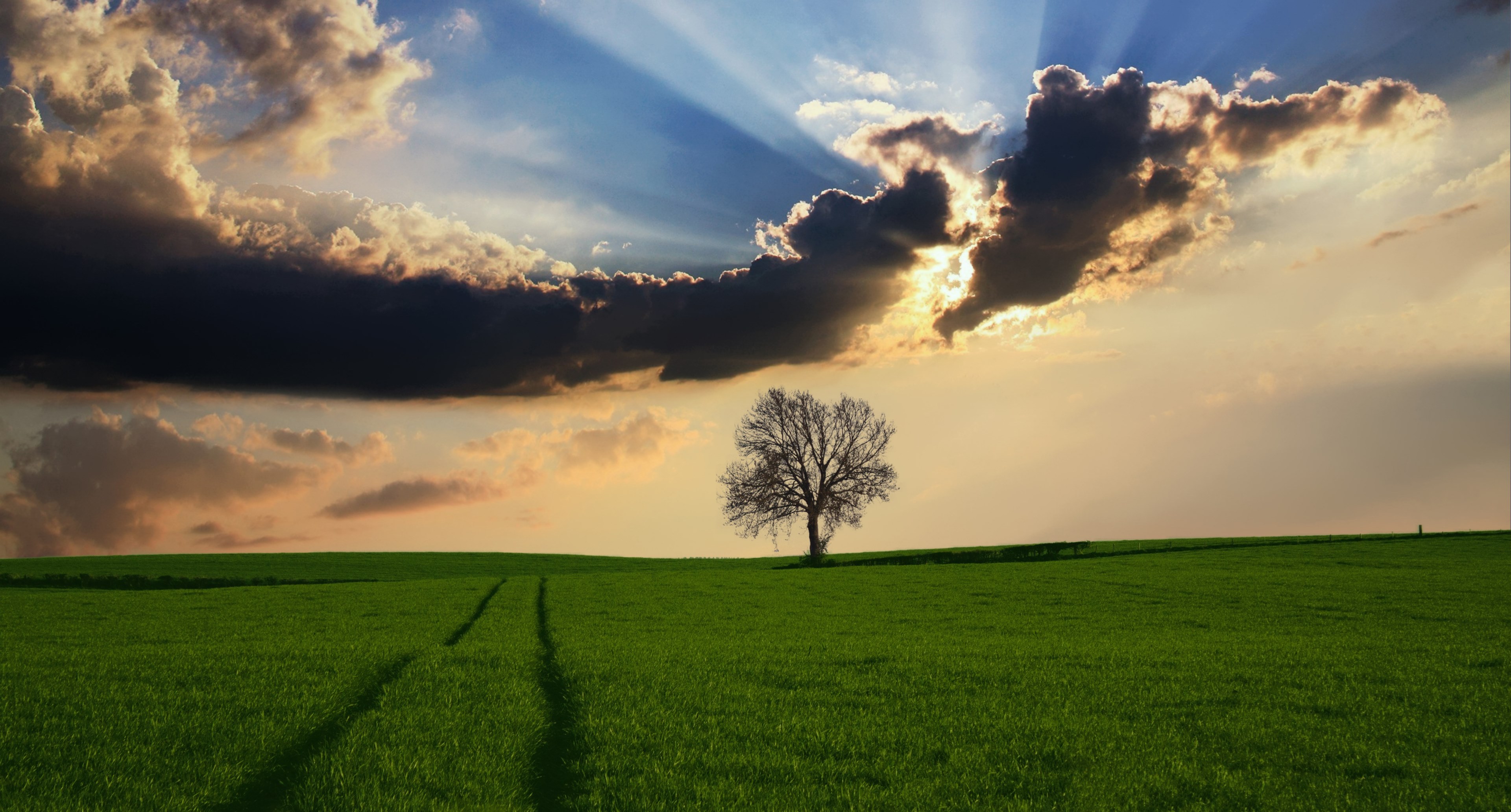 countryside tree landscape sunlight nature sky 4k, HD Wallpaper