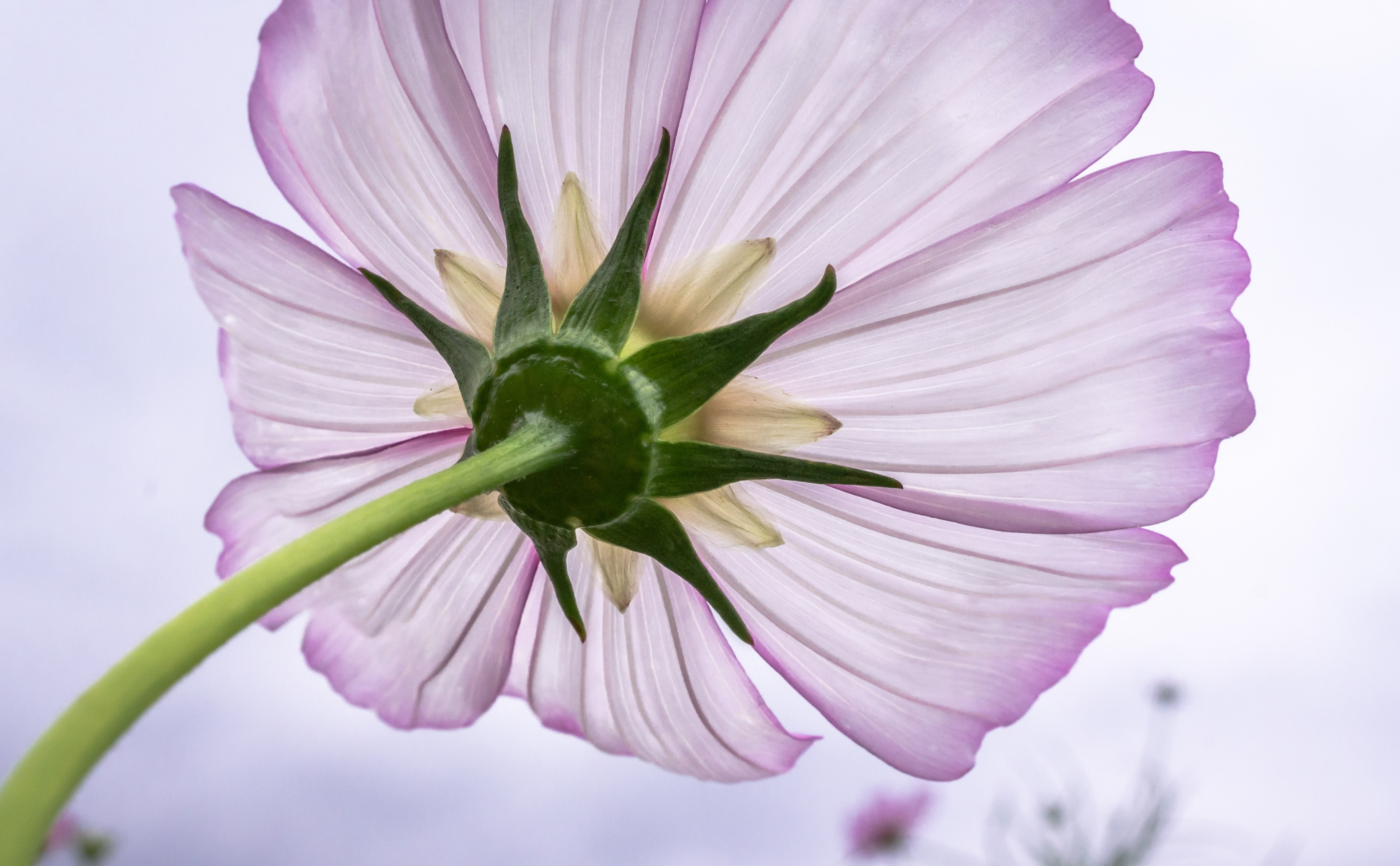 cosmos plants flowers purple garden beautiful 4k, HD Wallpaper