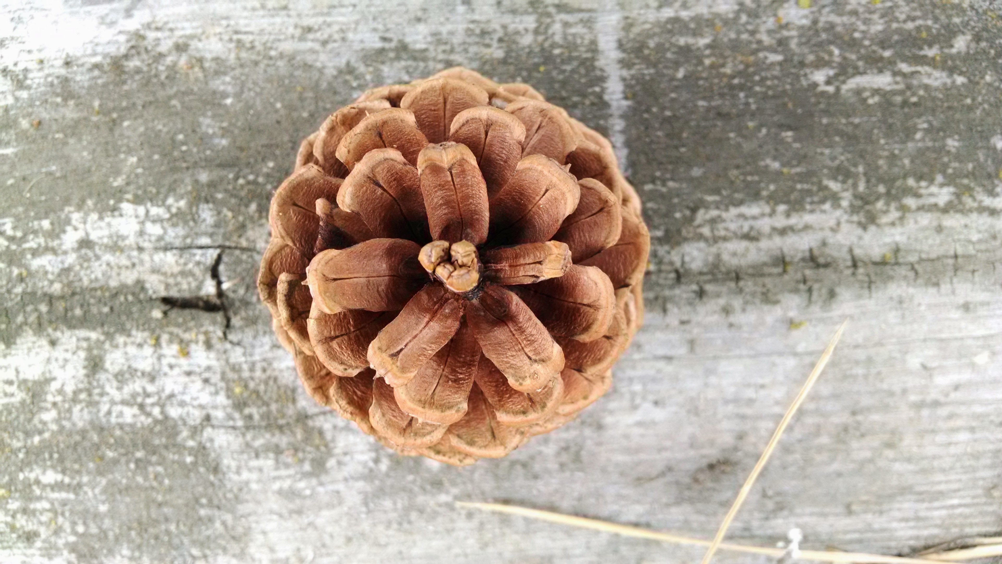 conifer cone pine cone cone pine coniferous brown 4k, HD Wallpaper