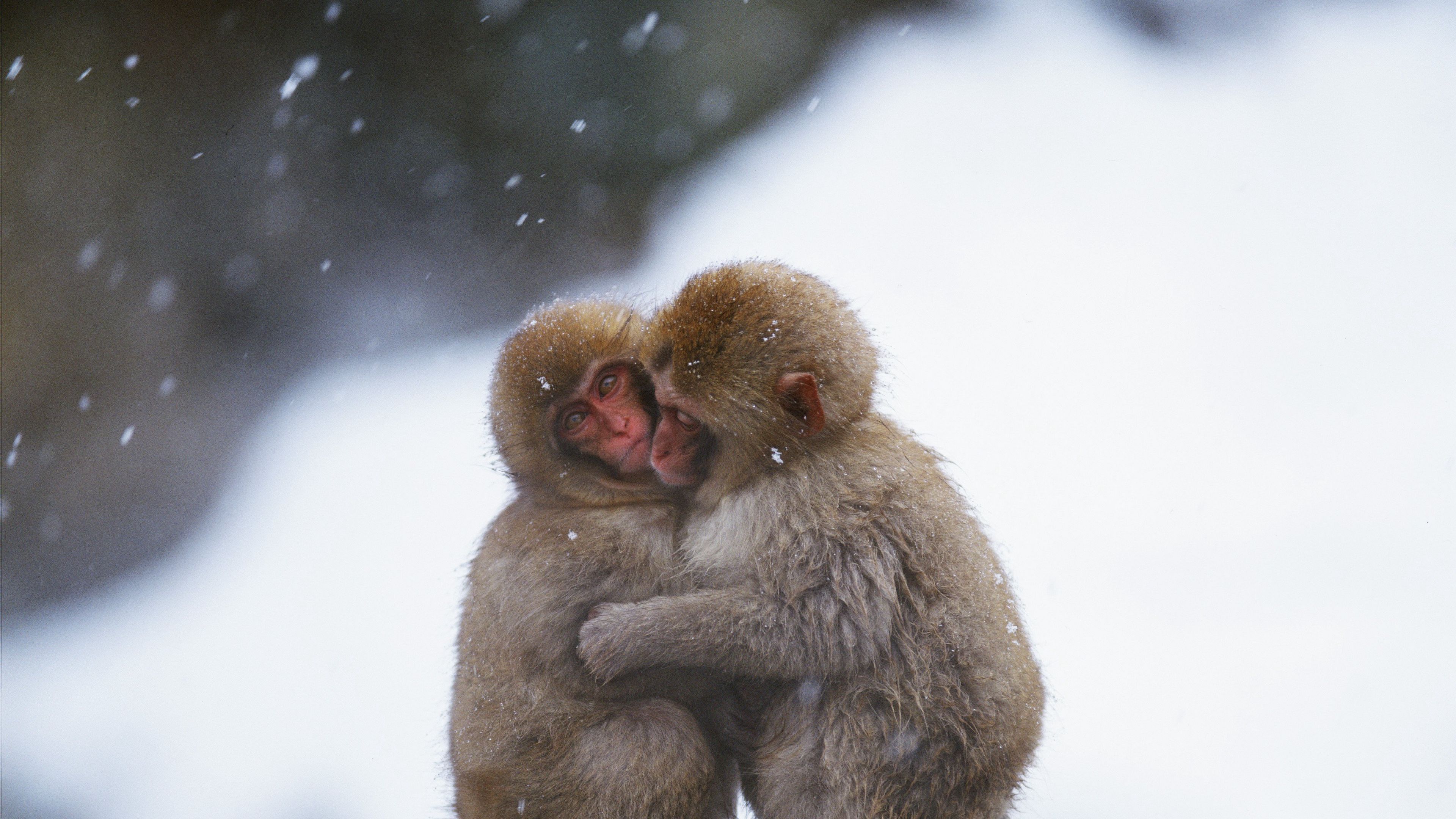 monkeys, couple, embrace, snow, caring, 4k, HD Wallpaper