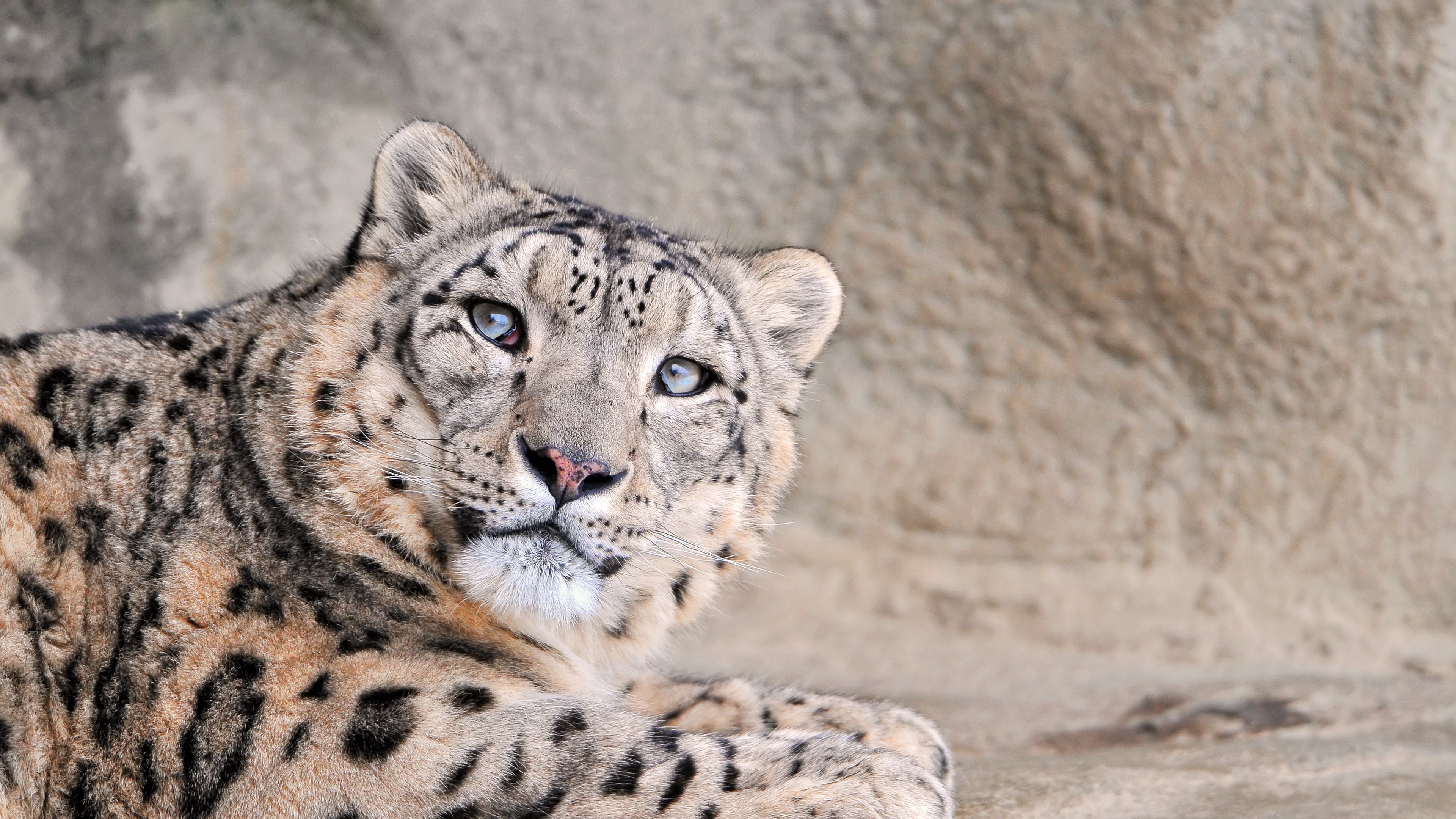 snow leopard, face, handsome, kind, spotted, 4k, HD Wallpaper