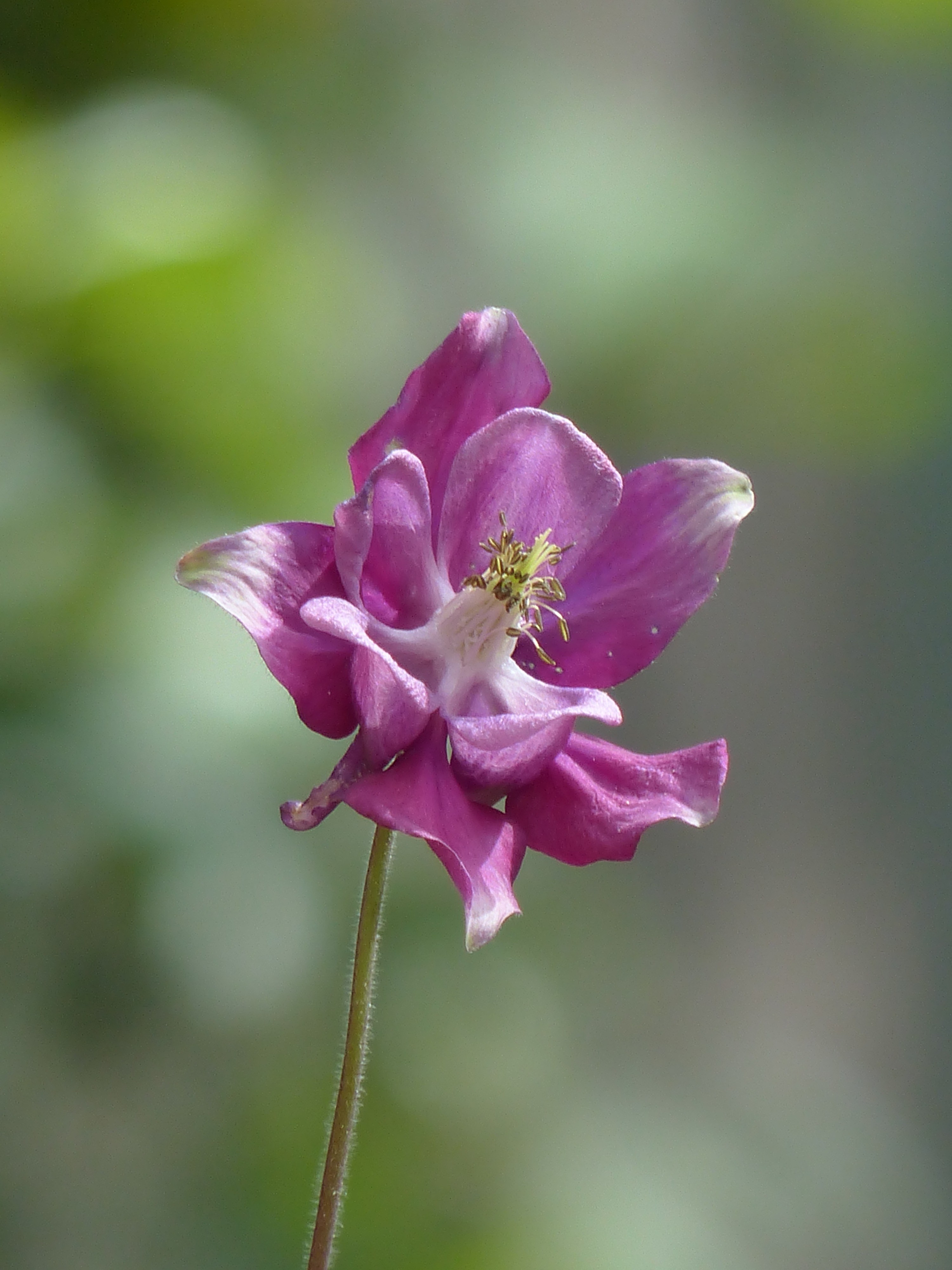 common akelei blossom bloom flower purple 4k, Phone HD Wallpaper