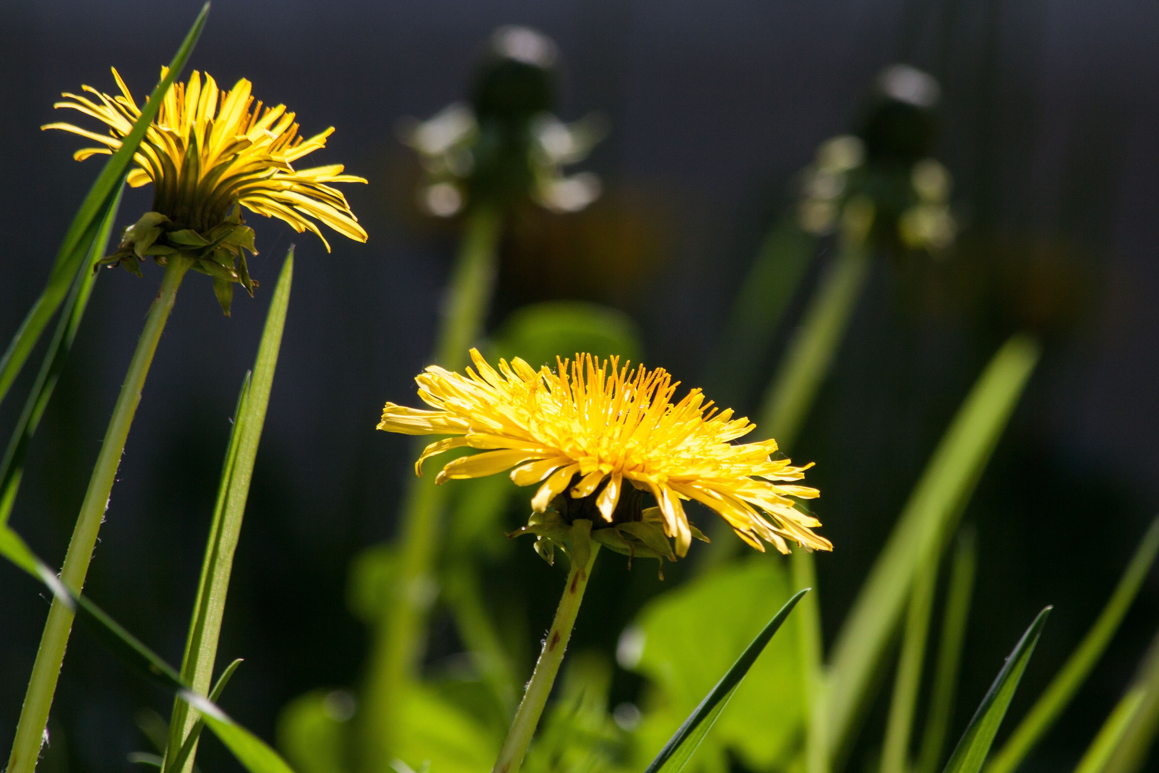 common dandelion dandelion flower bud taraxacum 4k, HD Wallpaper