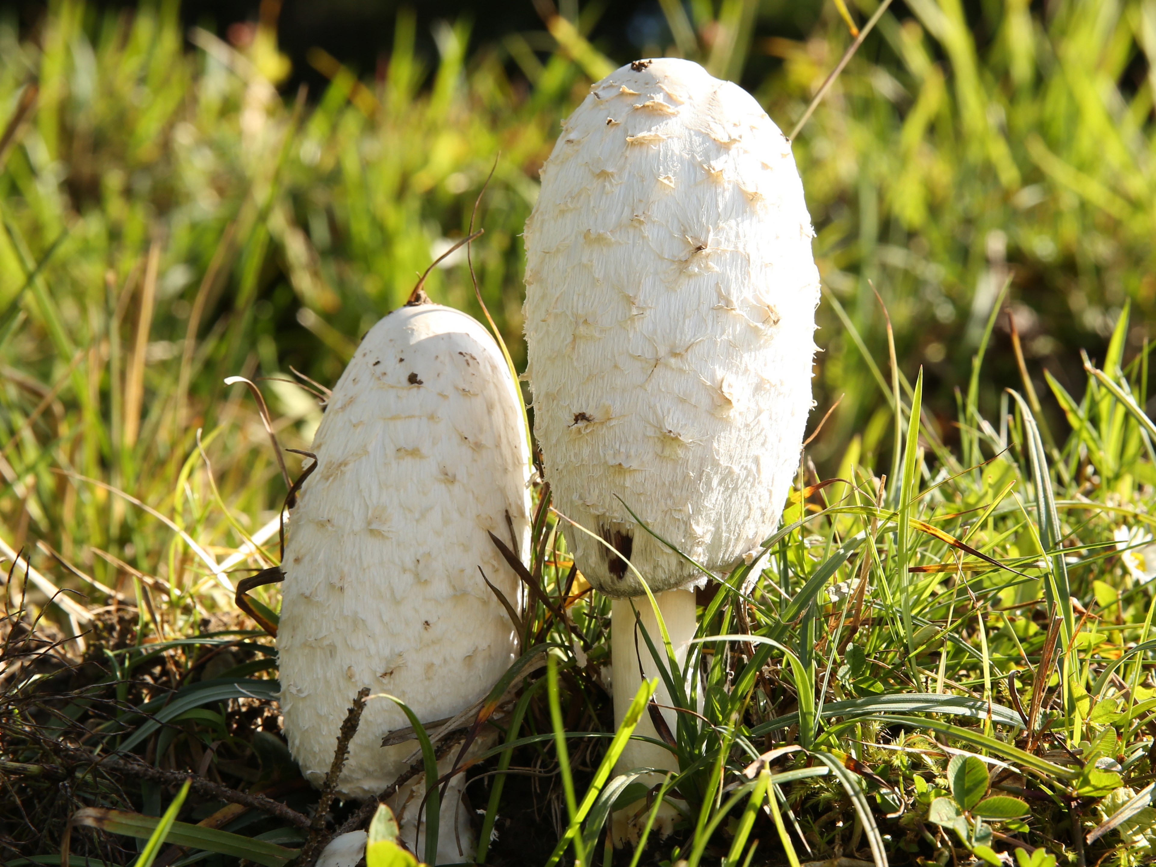 comatus mushroom asparagus mushroom 4k, HD Wallpaper