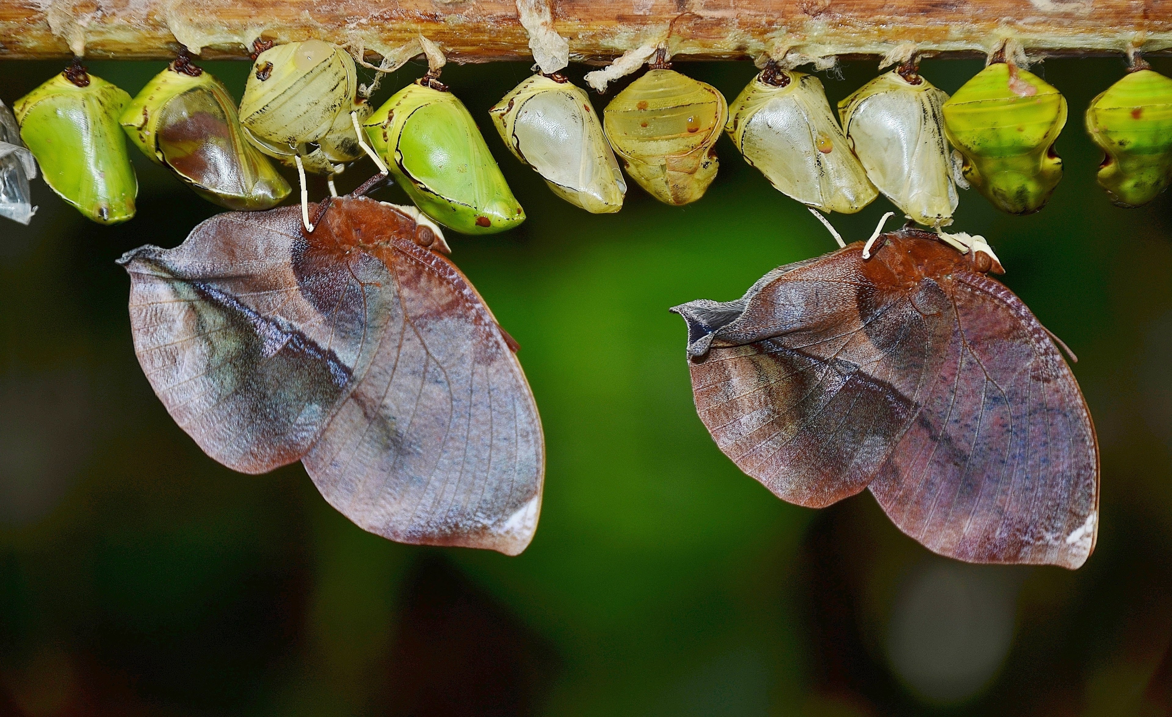 cocoons butterflies larva larvae insect larvae 4k, HD Wallpaper