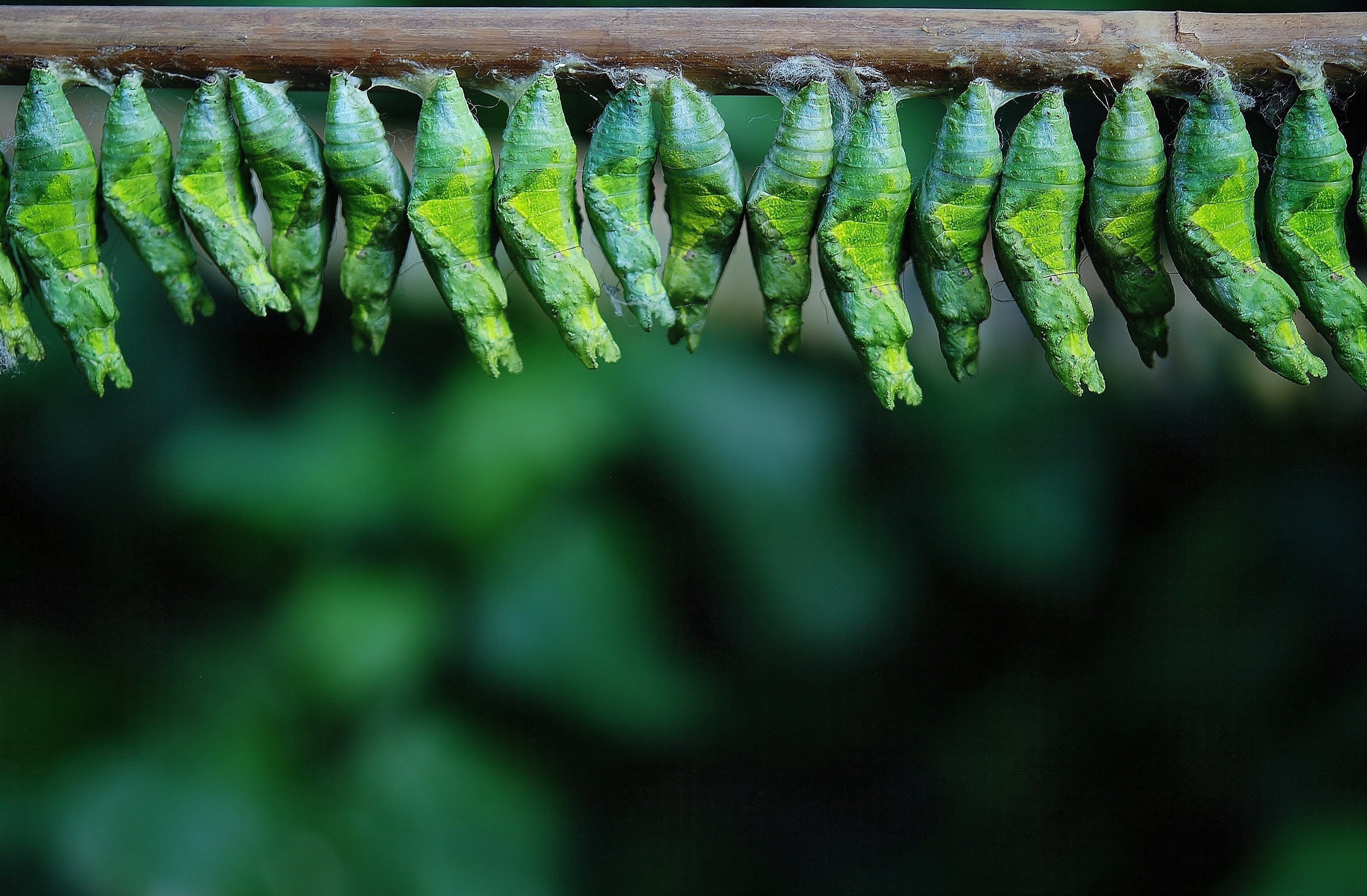 cocoon cocoon butterfly larva larvae butterflies 4k, HD Wallpaper