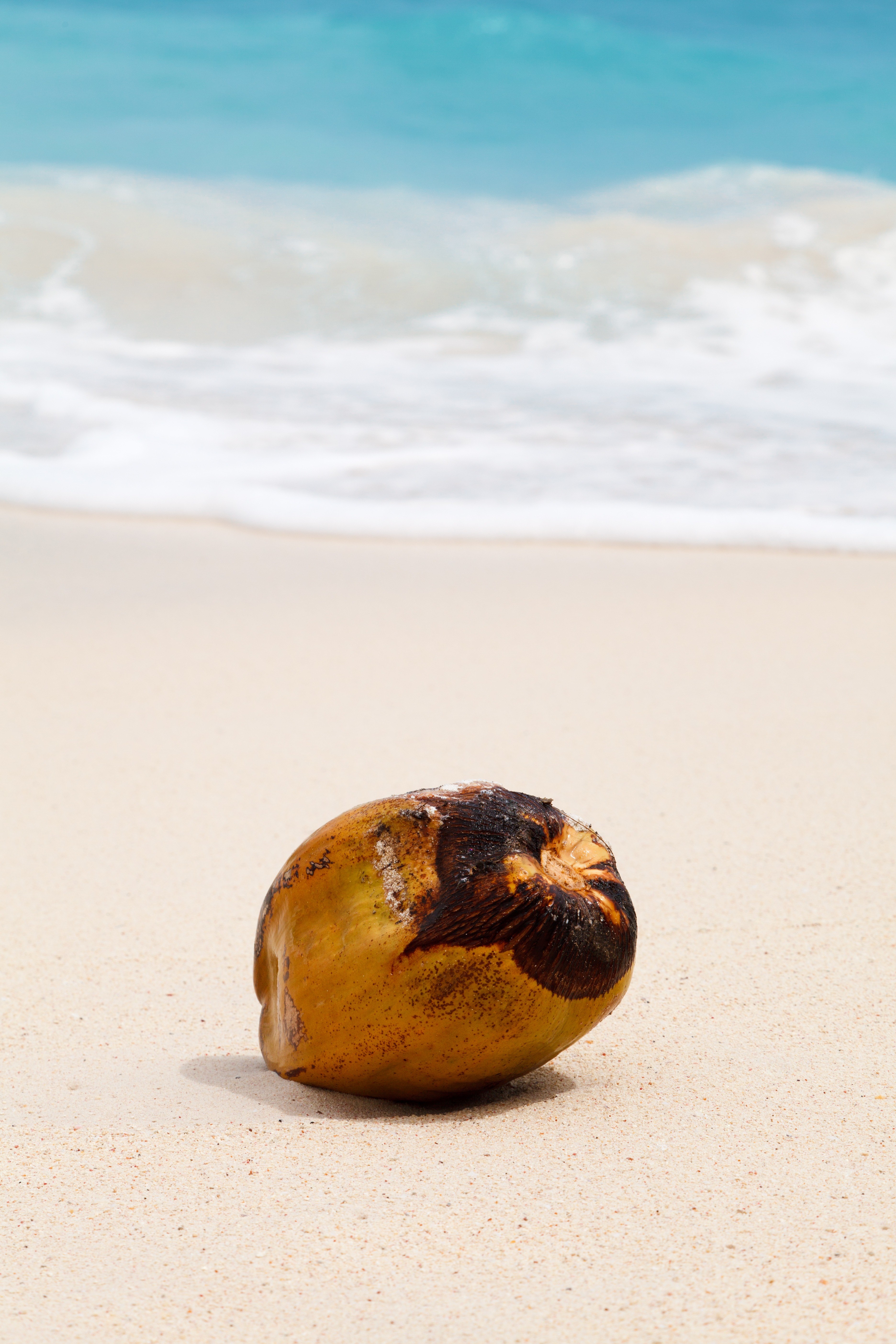 coconut tropical ocean sand sea beach exotic 4k, Phone HD Wallpaper