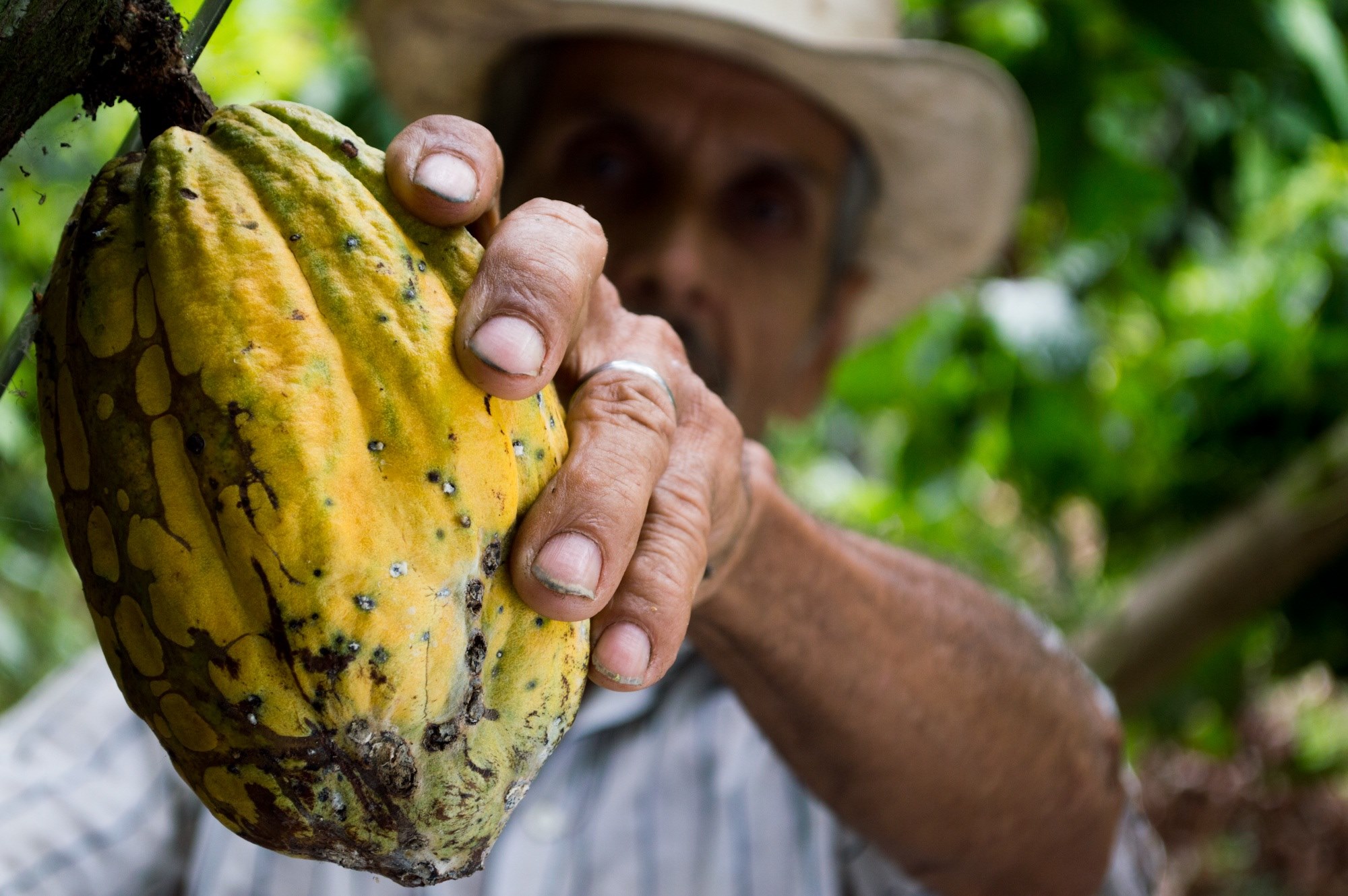 cocoa man colombia peasant hand fruit 4k, HD Wallpaper