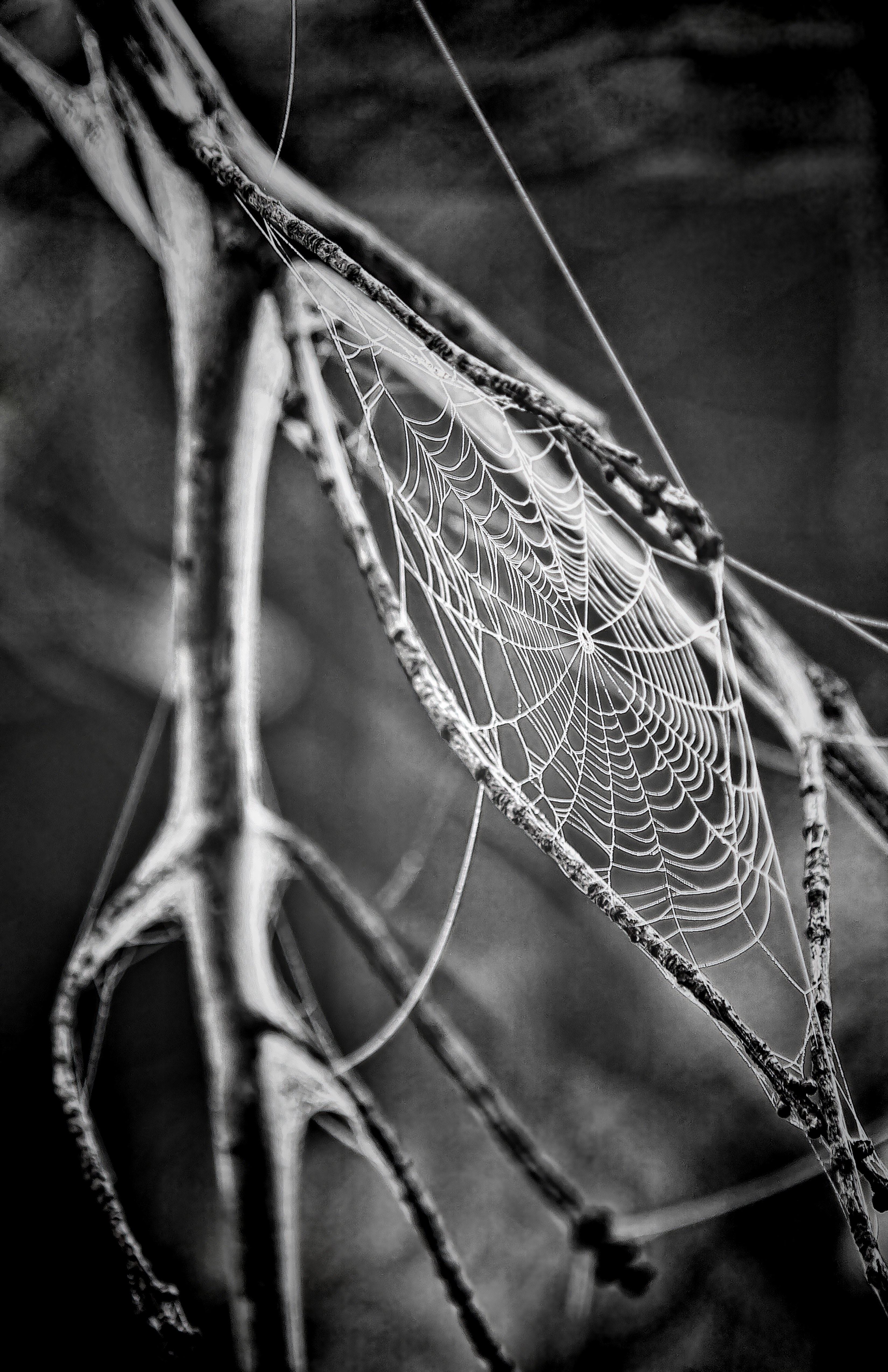 cobweb spiders web spiderweb web spider insect 4k, Phone HD Wallpaper