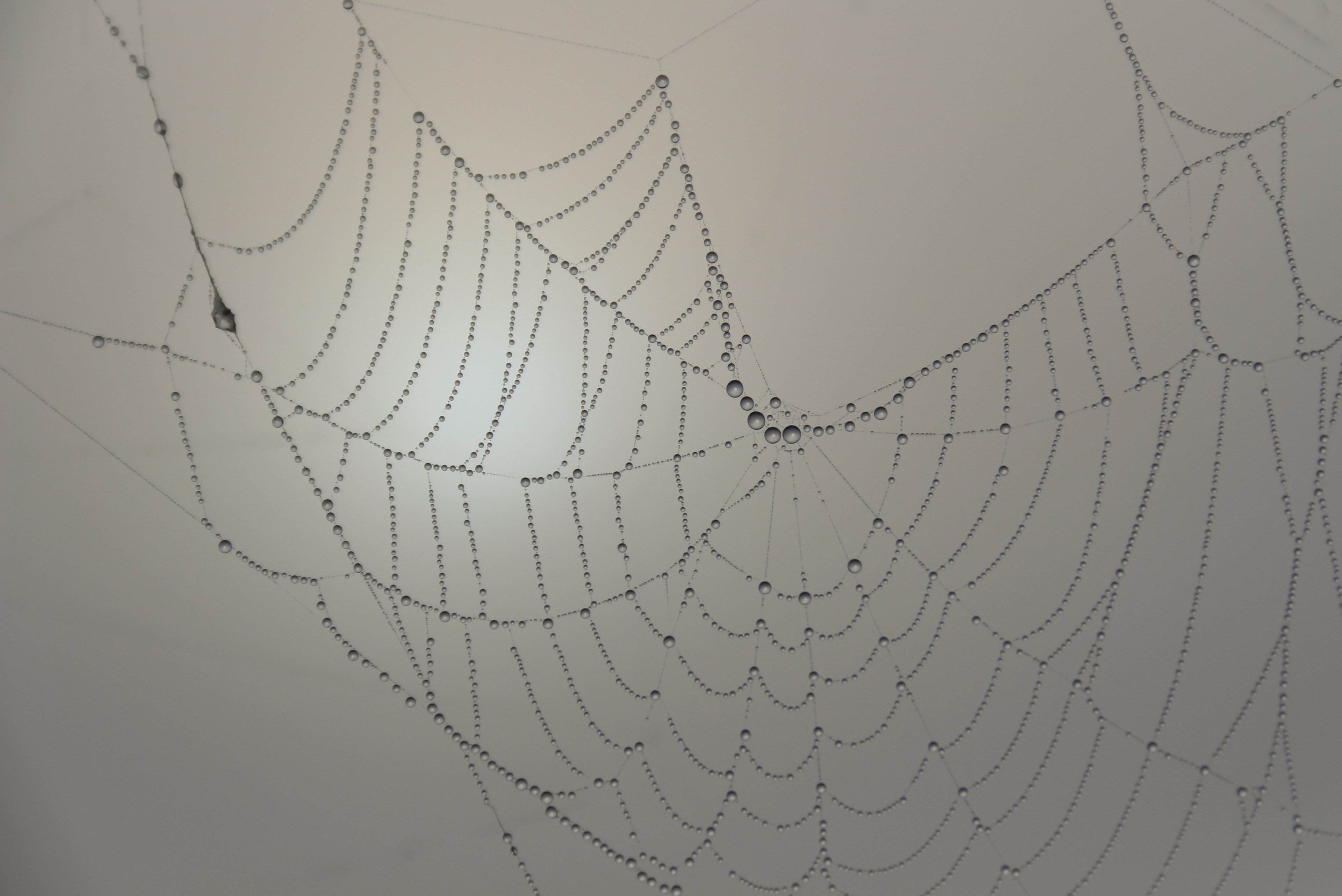 cobweb beaded morgentau 4k, HD Wallpaper