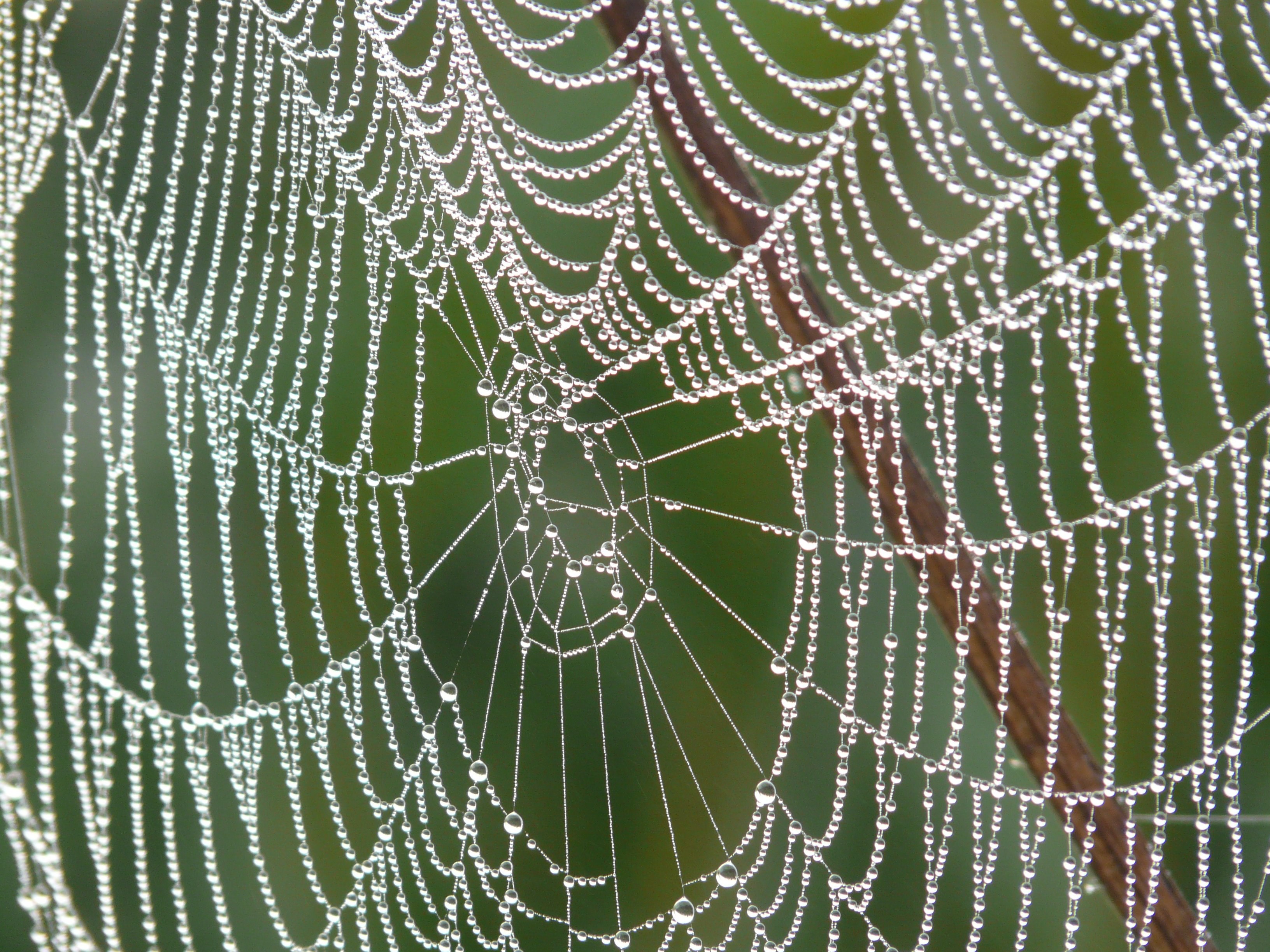 cobweb morgentau dew dewdrop drip 4k, HD Wallpaper