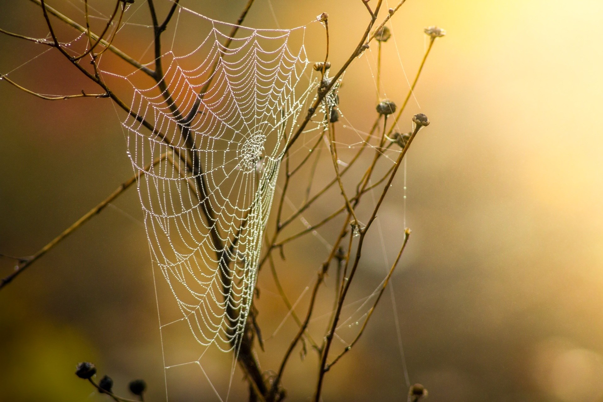 cobweb dew nature moist autumn network morgentau 4k, HD Wallpaper