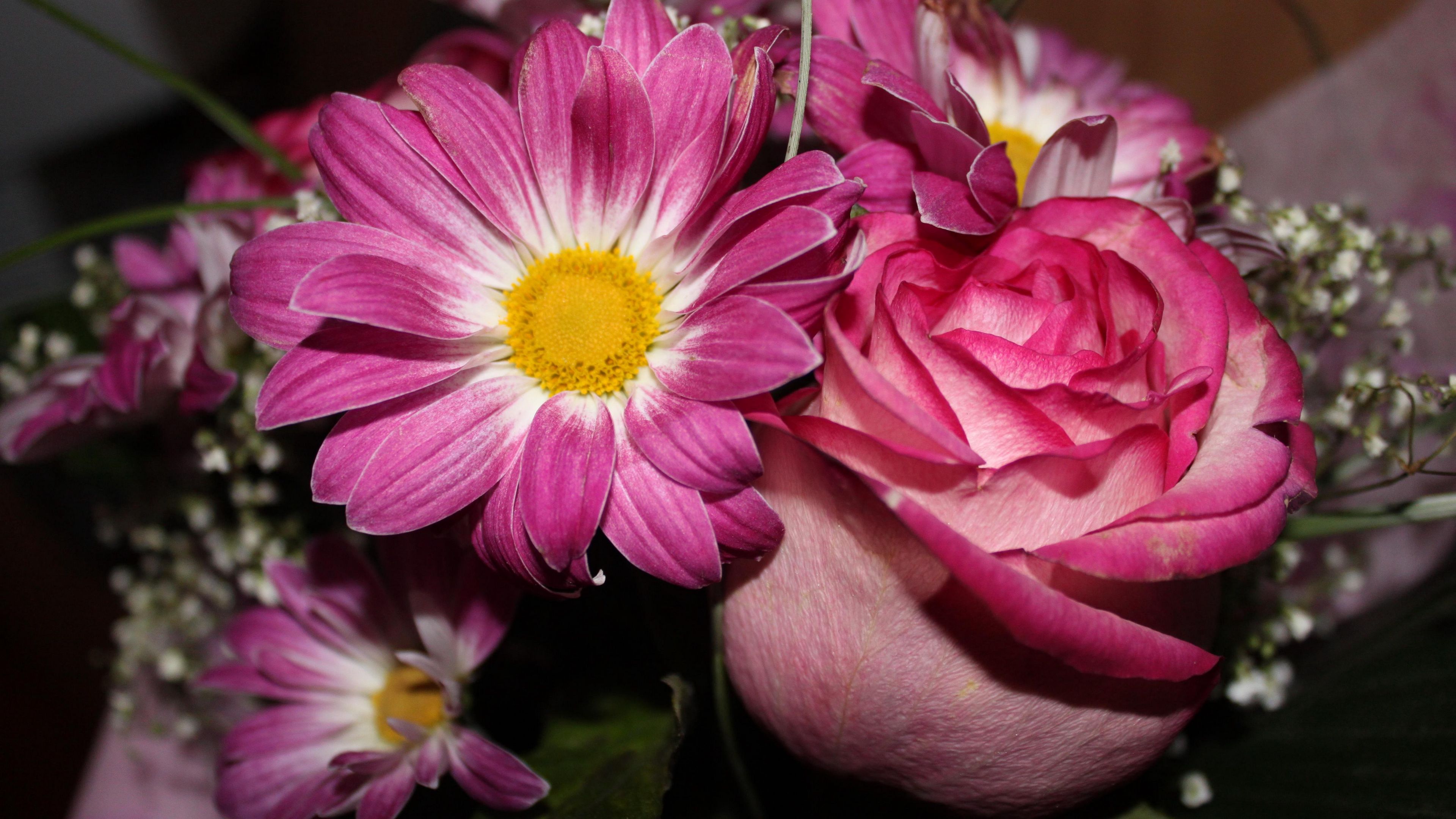 roses, flowers, gypsophila, bouquet, close-up, 4k, HD Wallpaper