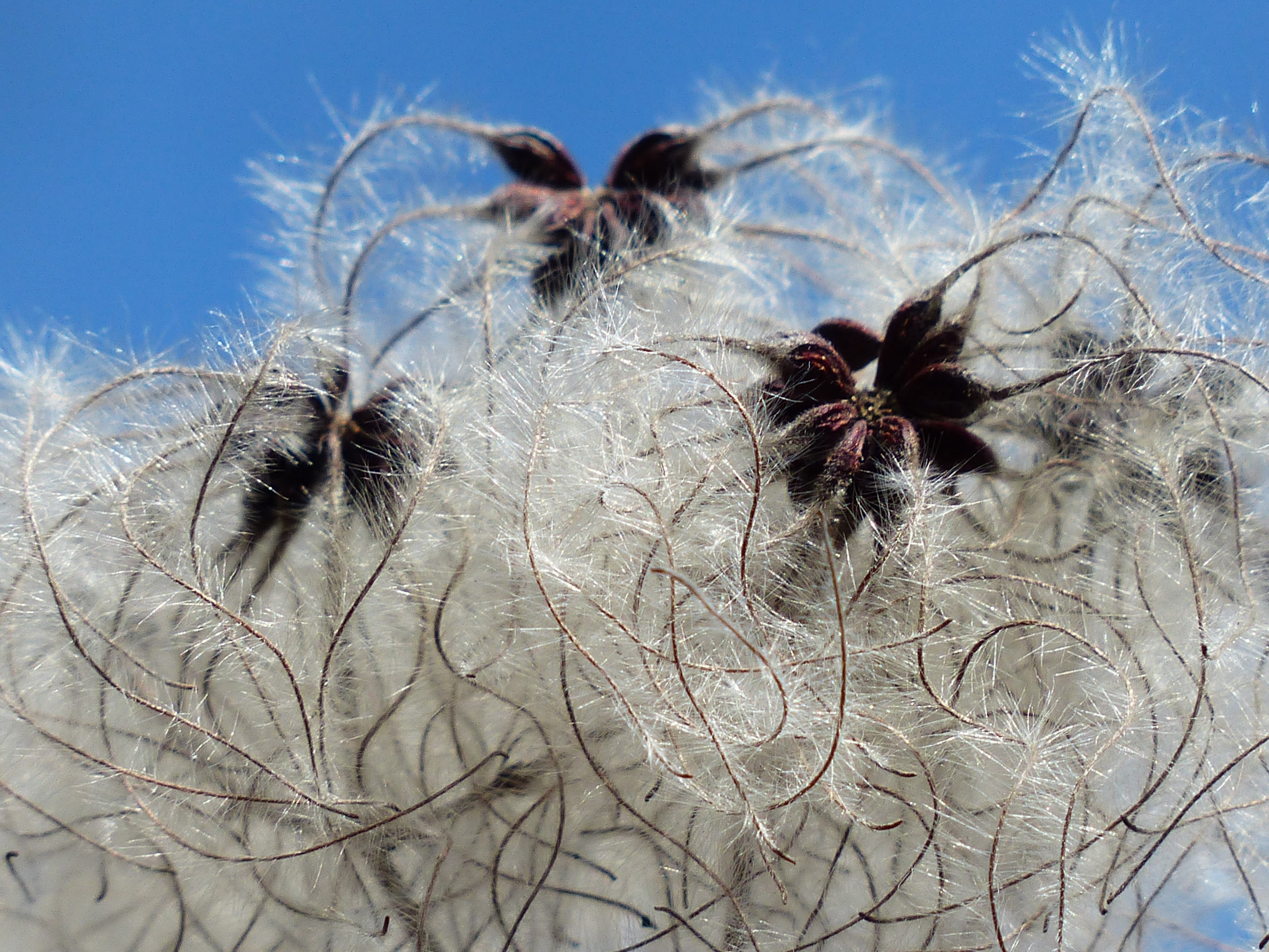 clematis vitalba pods soft fluffy seeds liane 4k, HD Wallpaper