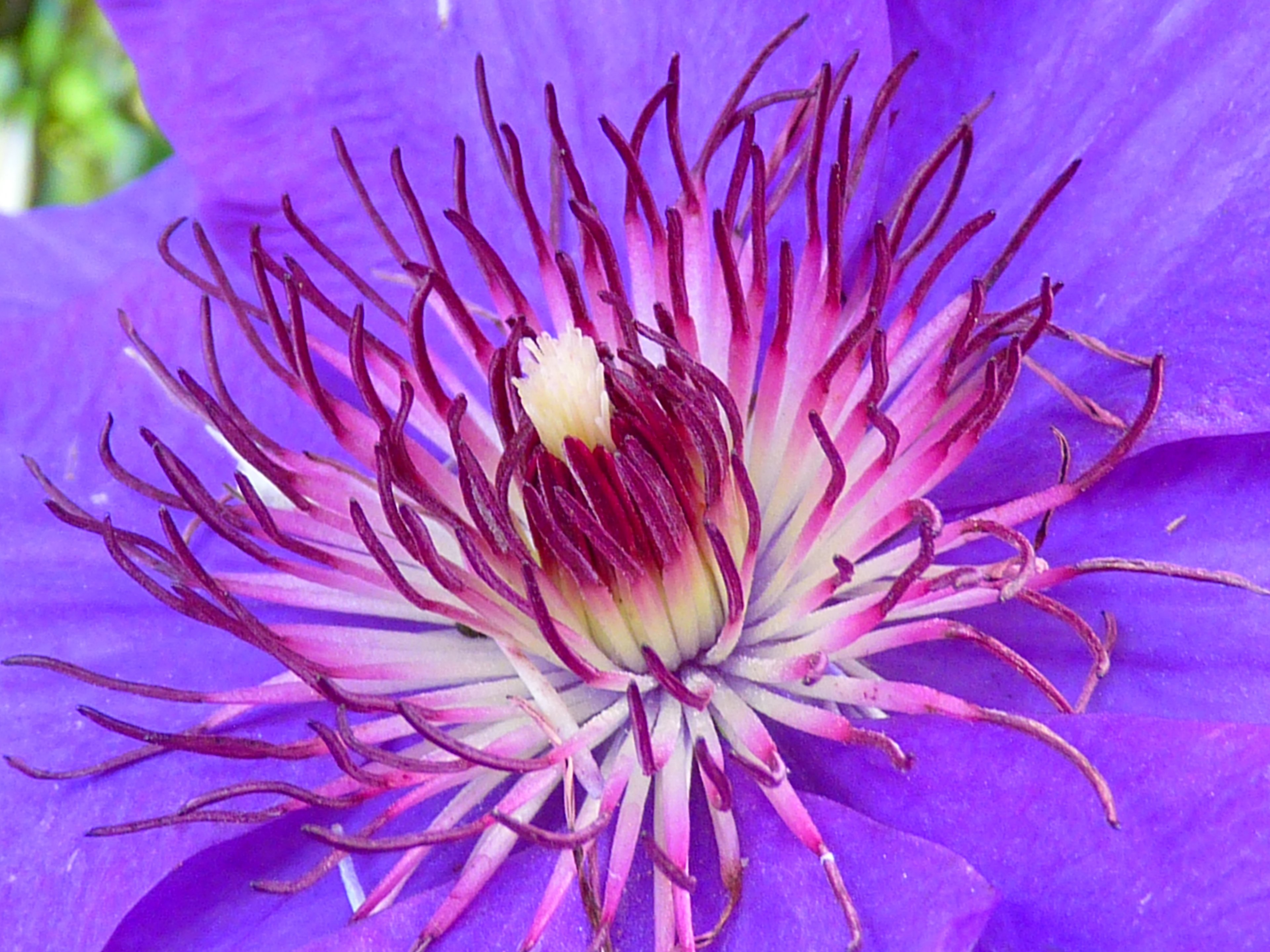 clematis blossom bloom blue purple 4k, HD Wallpaper