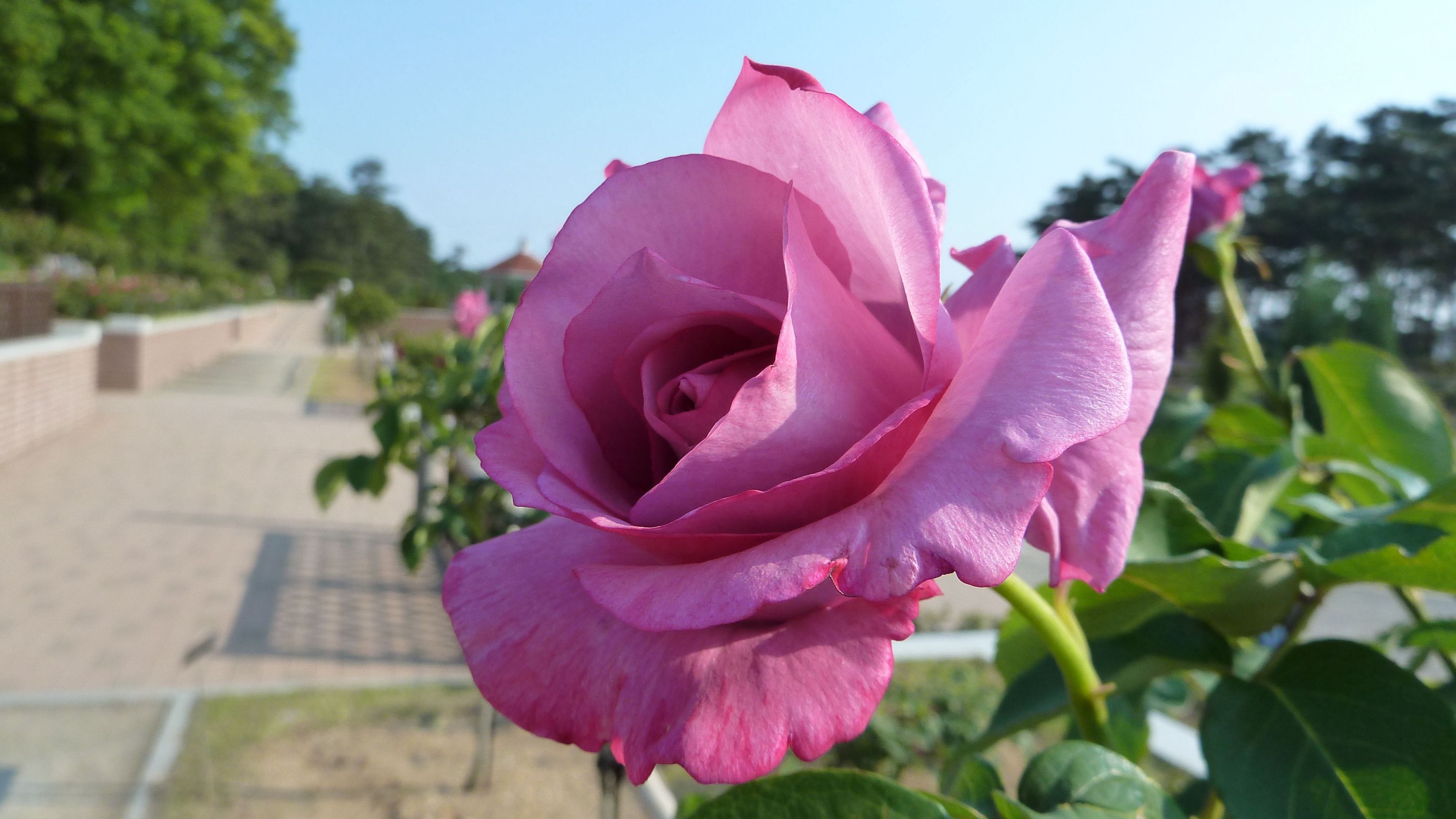 rose, flower, alley, green, sunny, 4k, HD Wallpaper