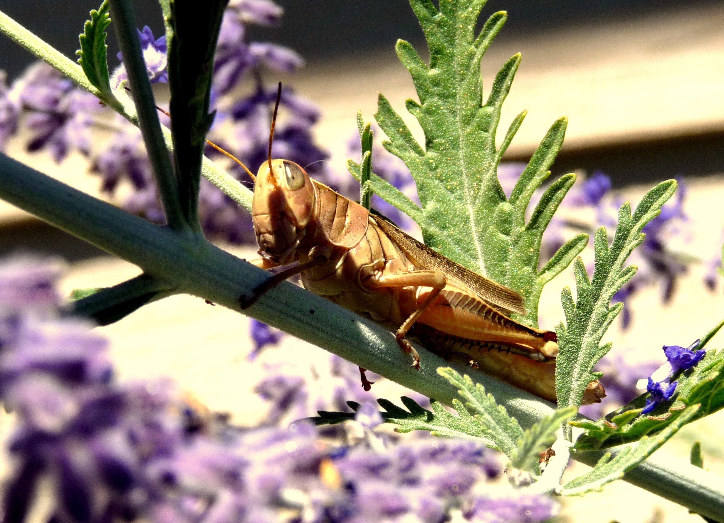 cicada cricket insect bug cicadidae fauna leaves 4k, HD Wallpaper