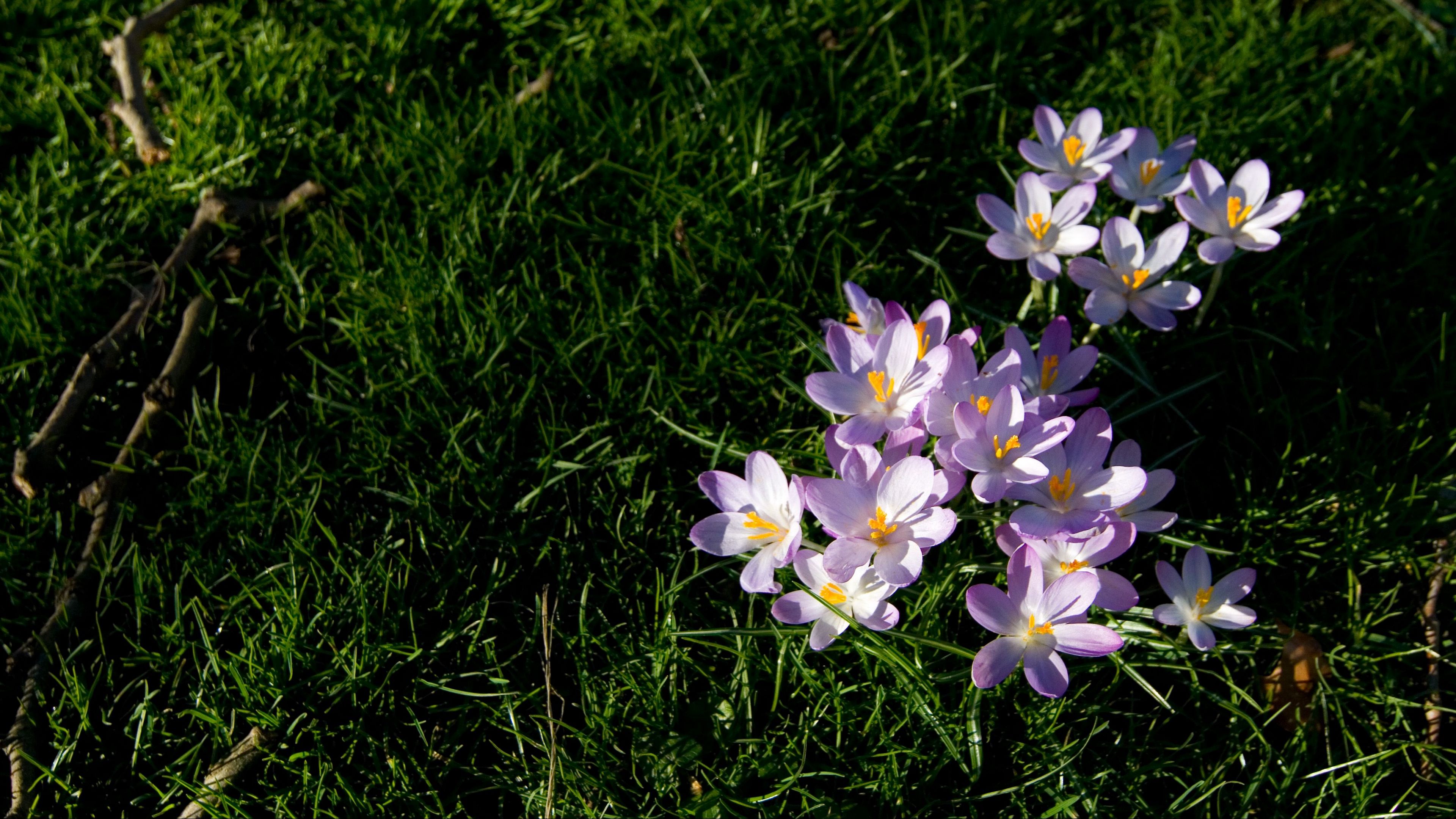 flowers, grass, lawn, branch, 4k, HD Wallpaper