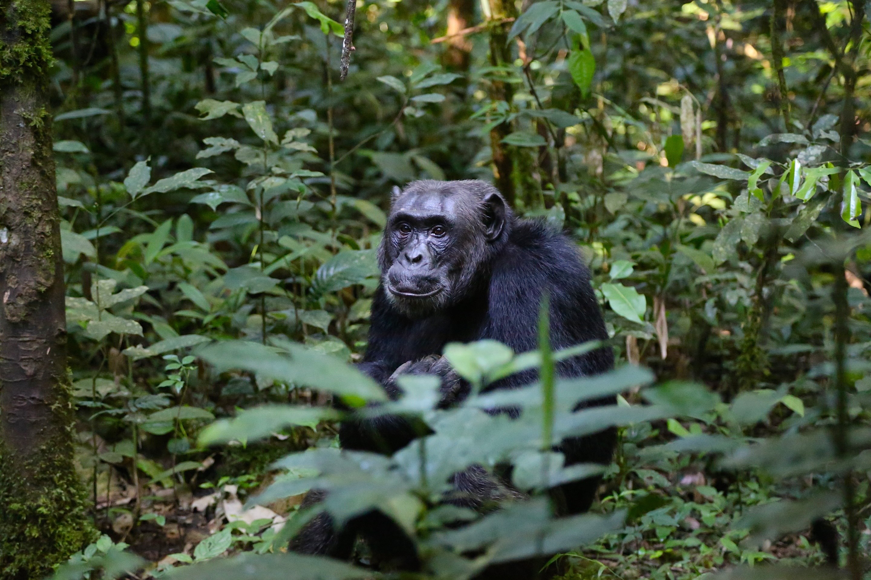 chimpanzee uganda monkey 4k, HD Wallpaper