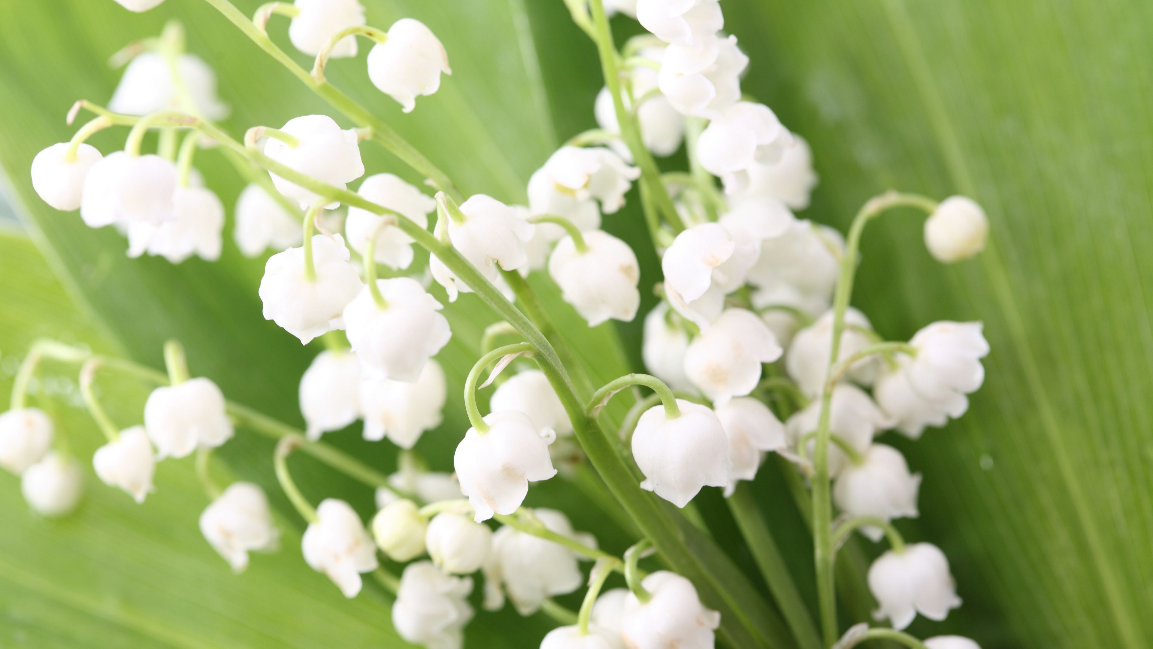 lilys of the valley, flowers, bells, leaves, spring, 4k, HD Wallpaper
