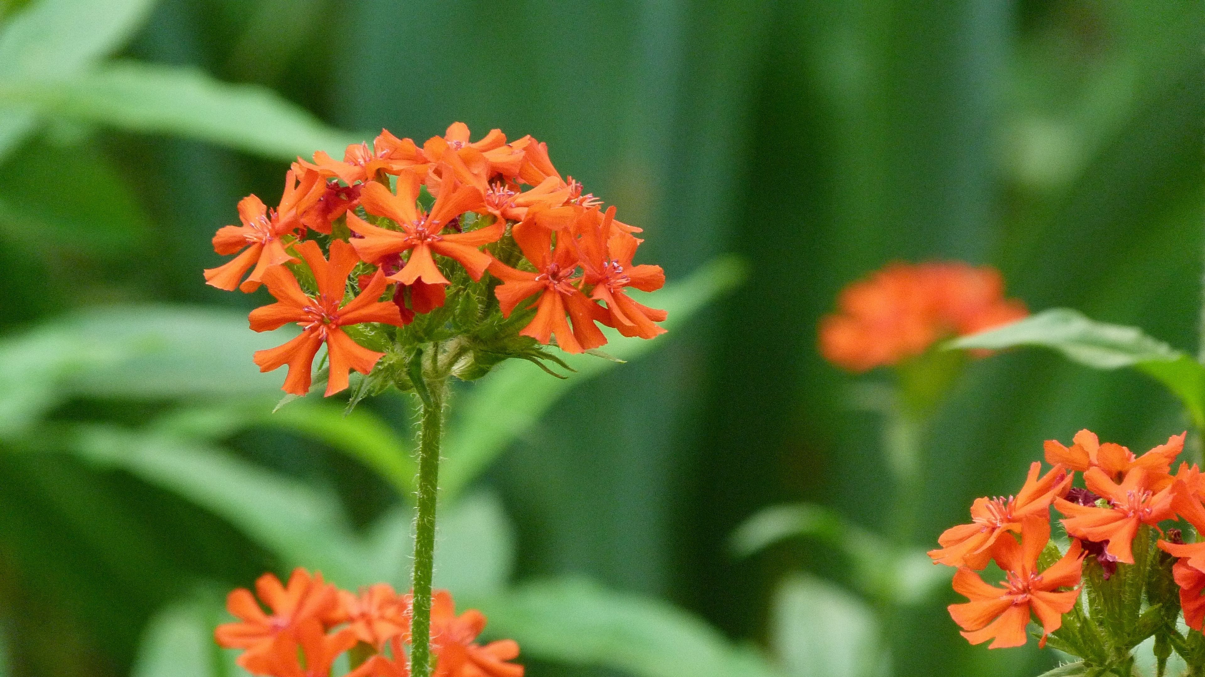 flowers, small, bright, grass, close-up, 4k, HD Wallpaper