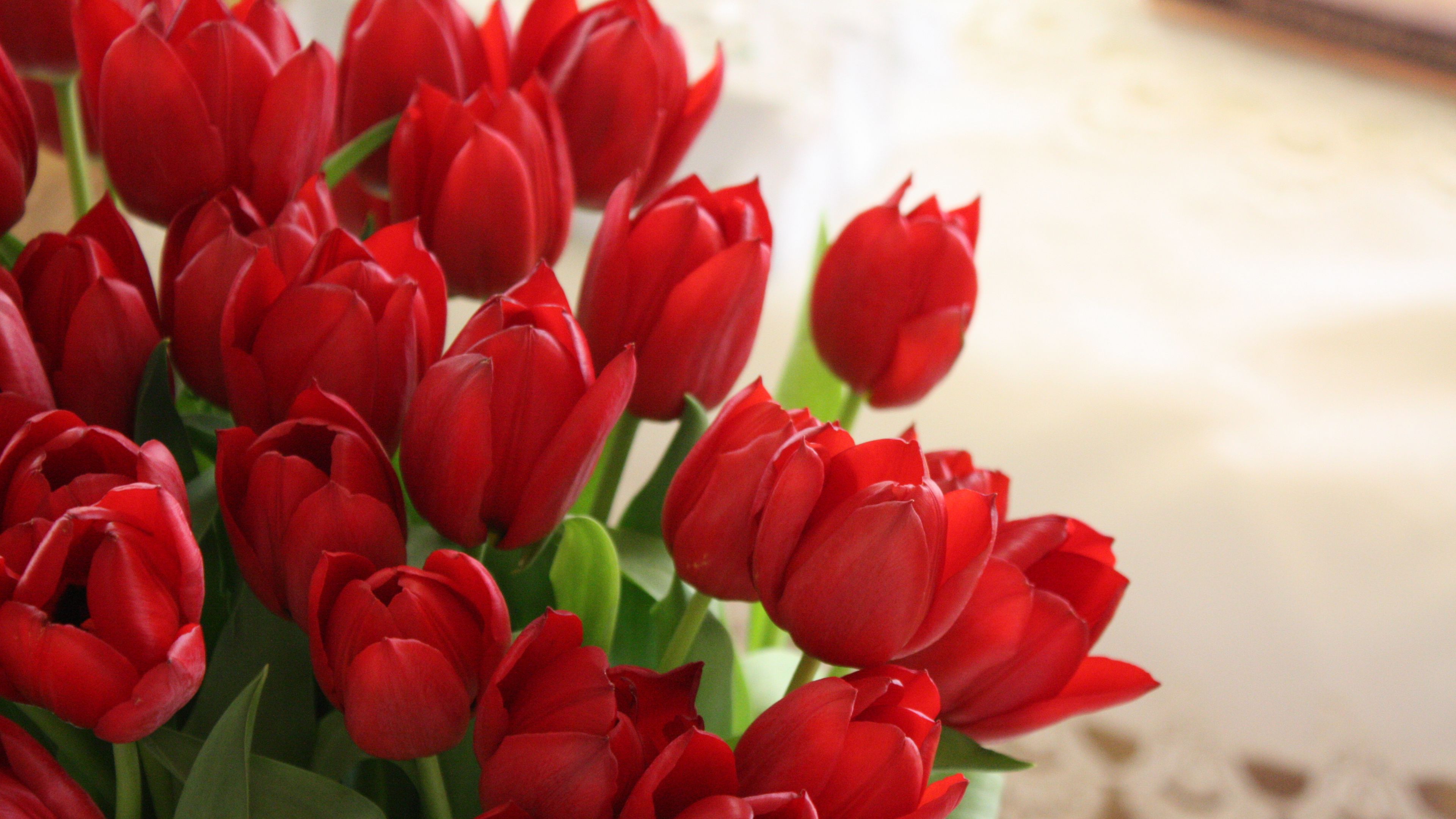 tulips, flowers, bouquet, red, beautifully, 4k, HD Wallpaper