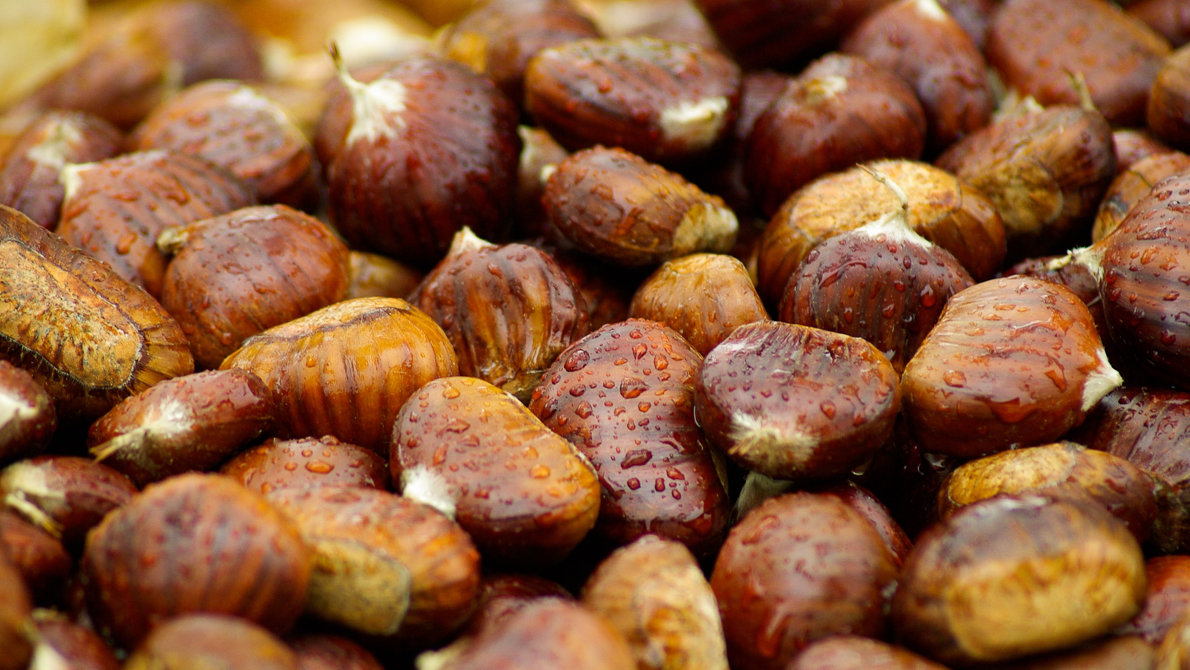 chestnuts fall brown raindrops 4k, HD Wallpaper