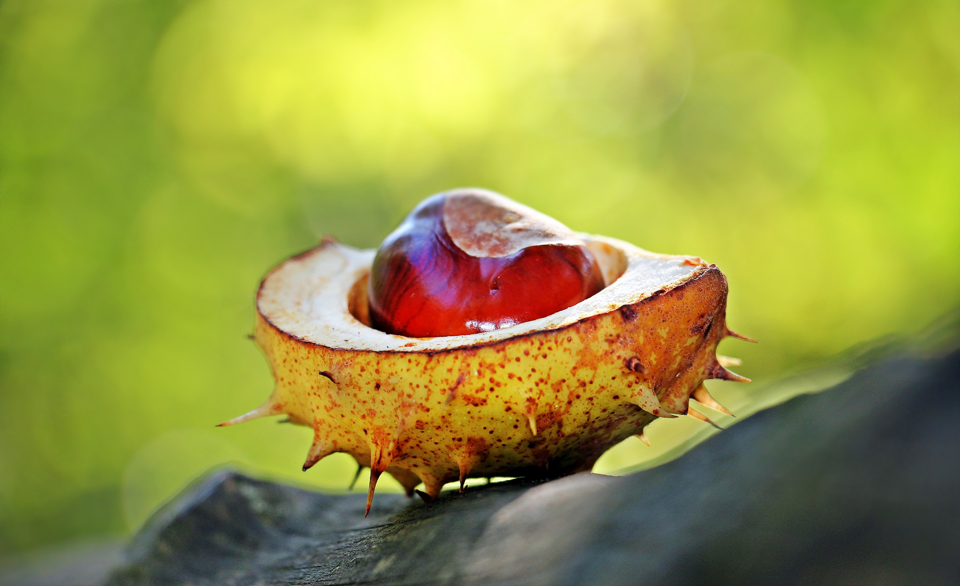 chestnut autumn spur open open chestnut shell 4k, HD Wallpaper