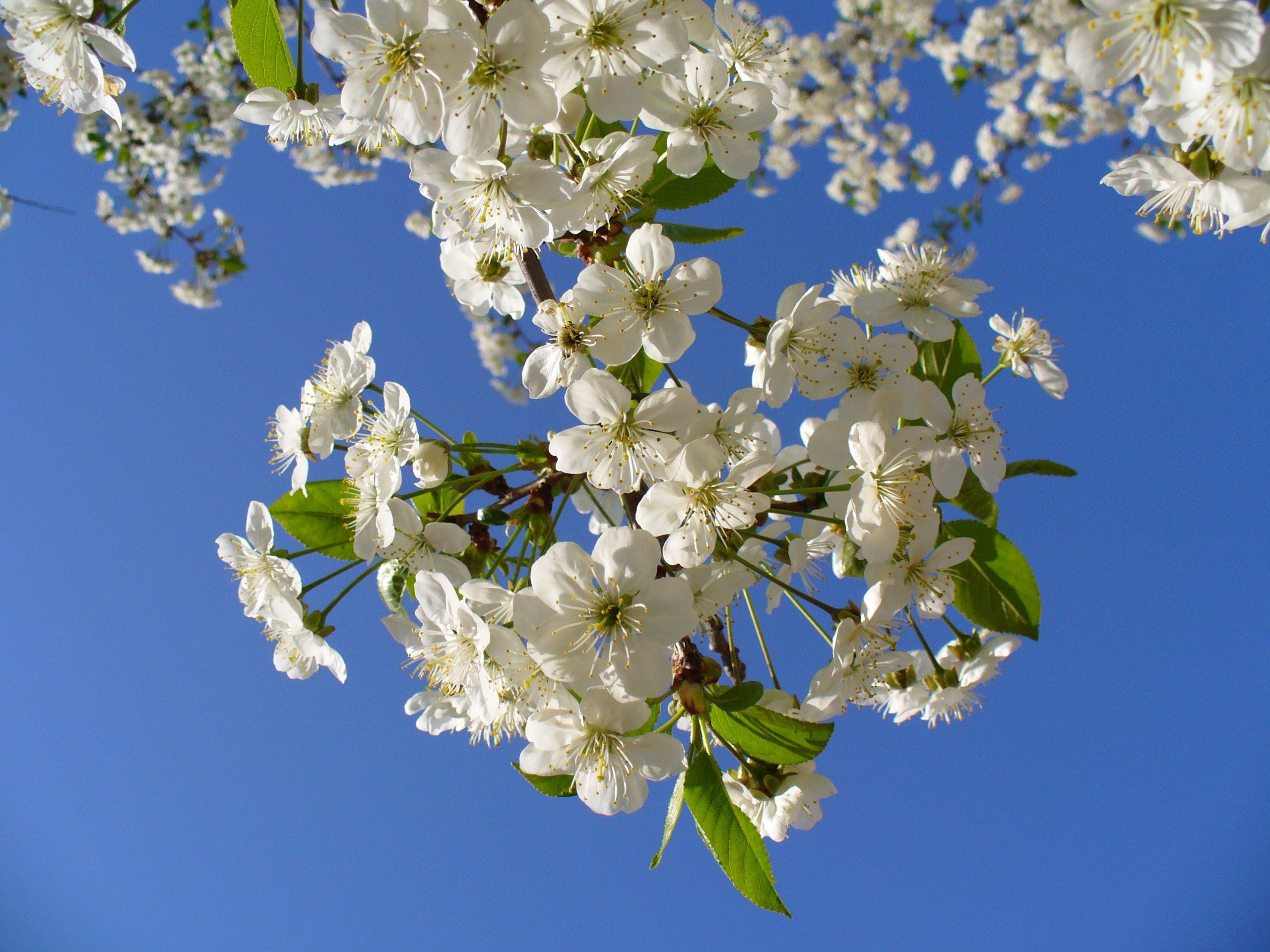 cherry tree blossom blossoms sky clouds blooming 4k, HD Wallpaper