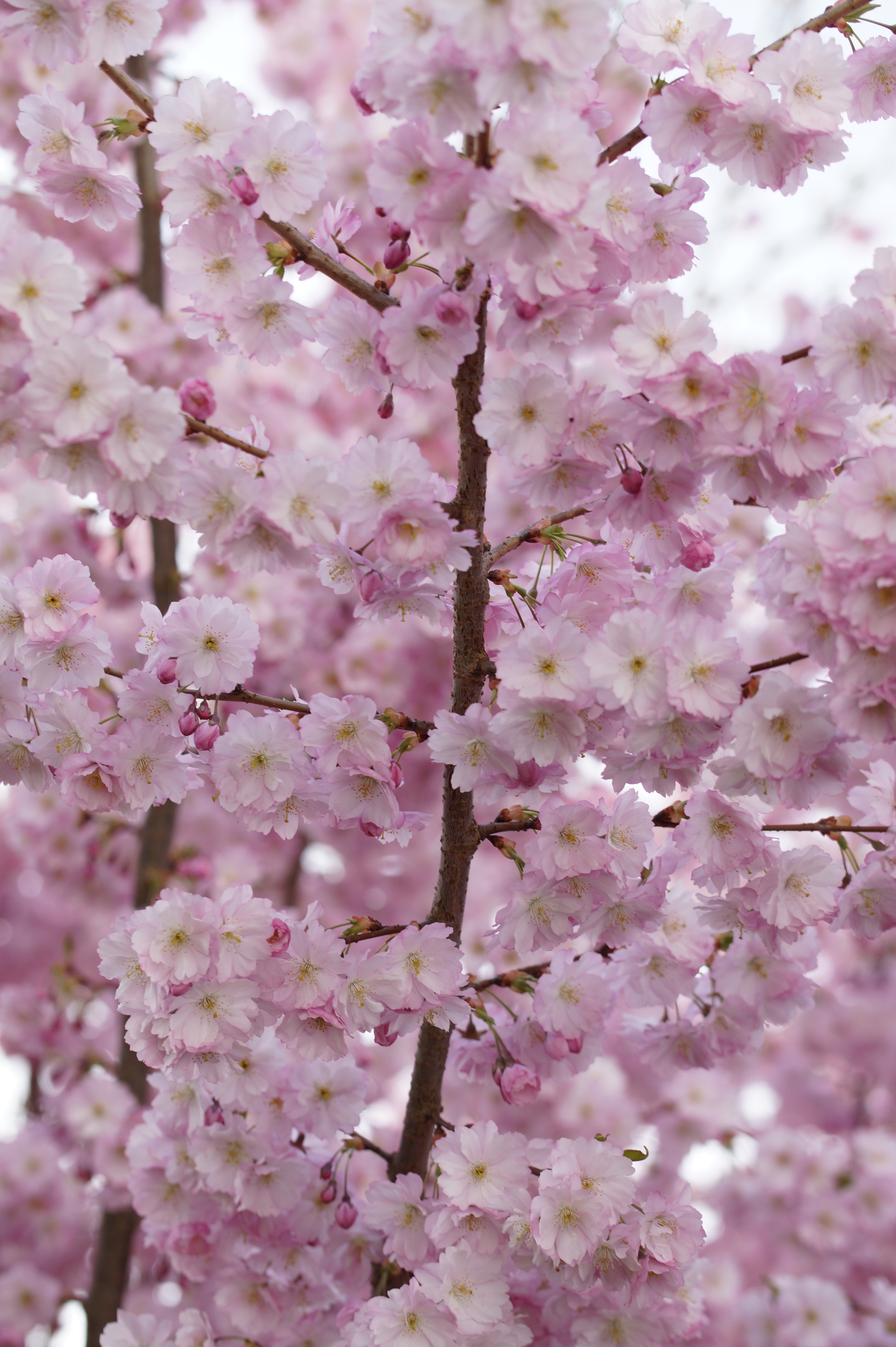 cherry blossom blossom bloom spring blossom close 4k, Phone HD Wallpaper