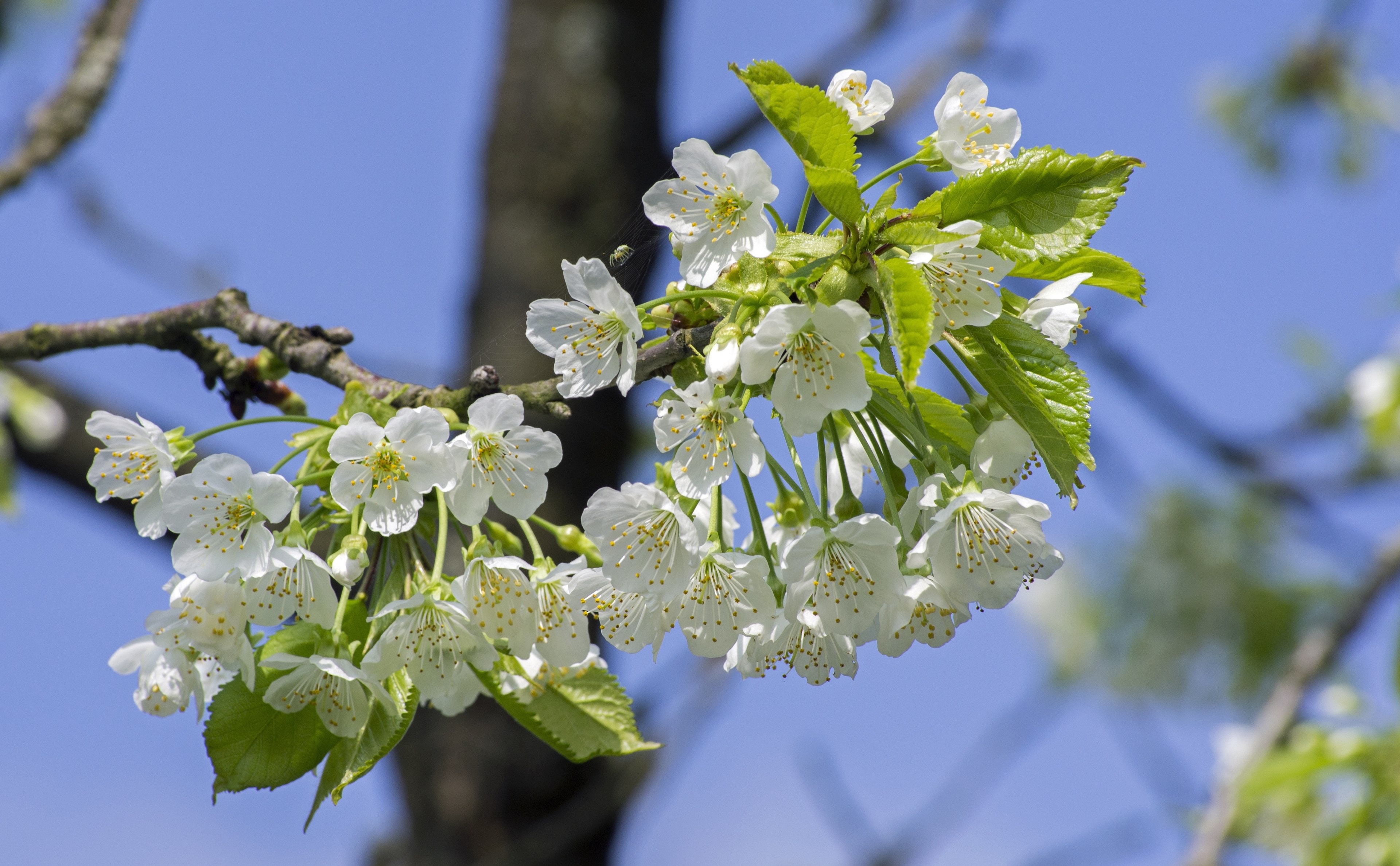 cherry blossom blossom bloom spring white tree 4k, HD Wallpaper