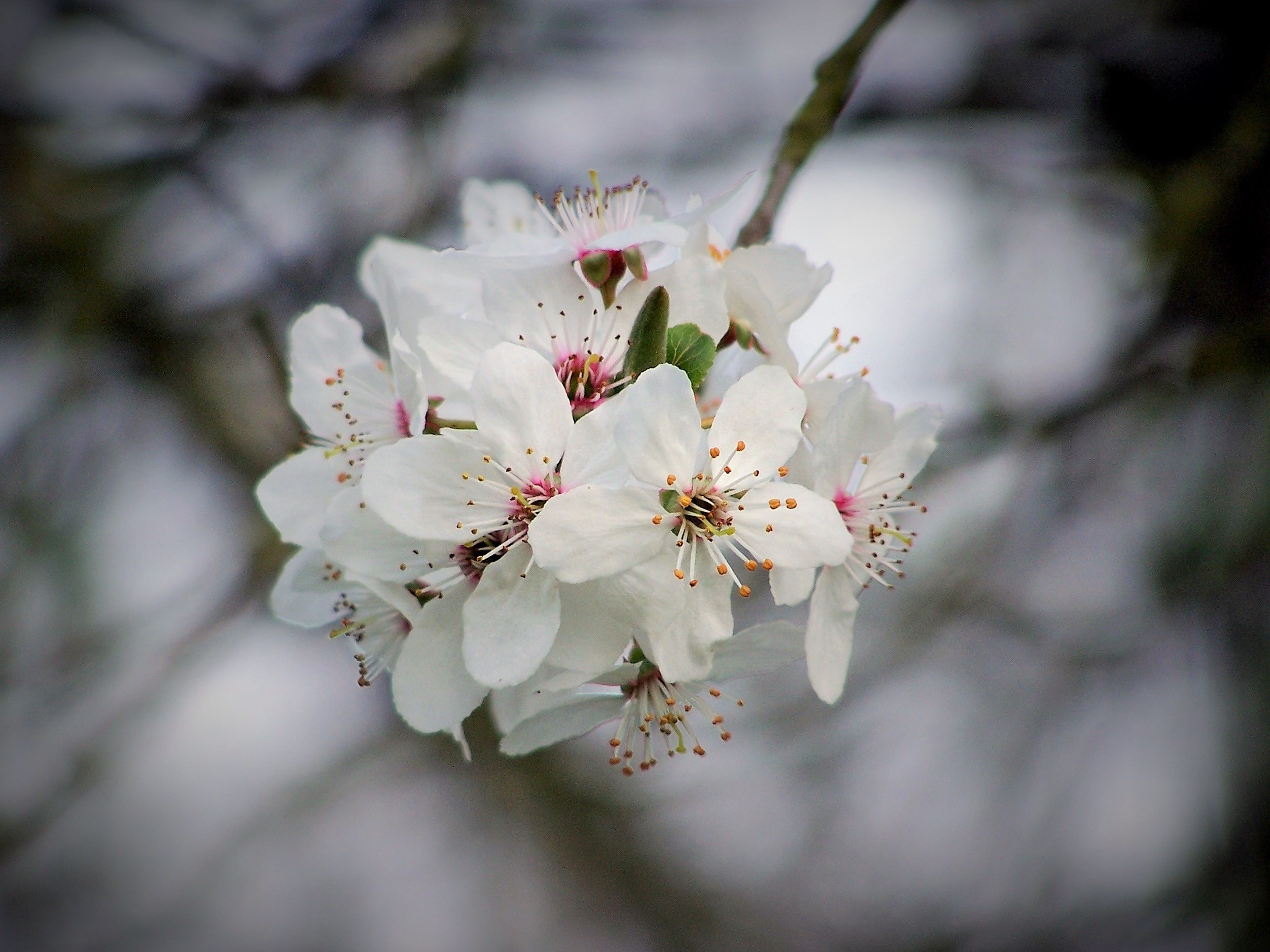 cherry cherry blossom flowering tree flower nature 4k, HD Wallpaper