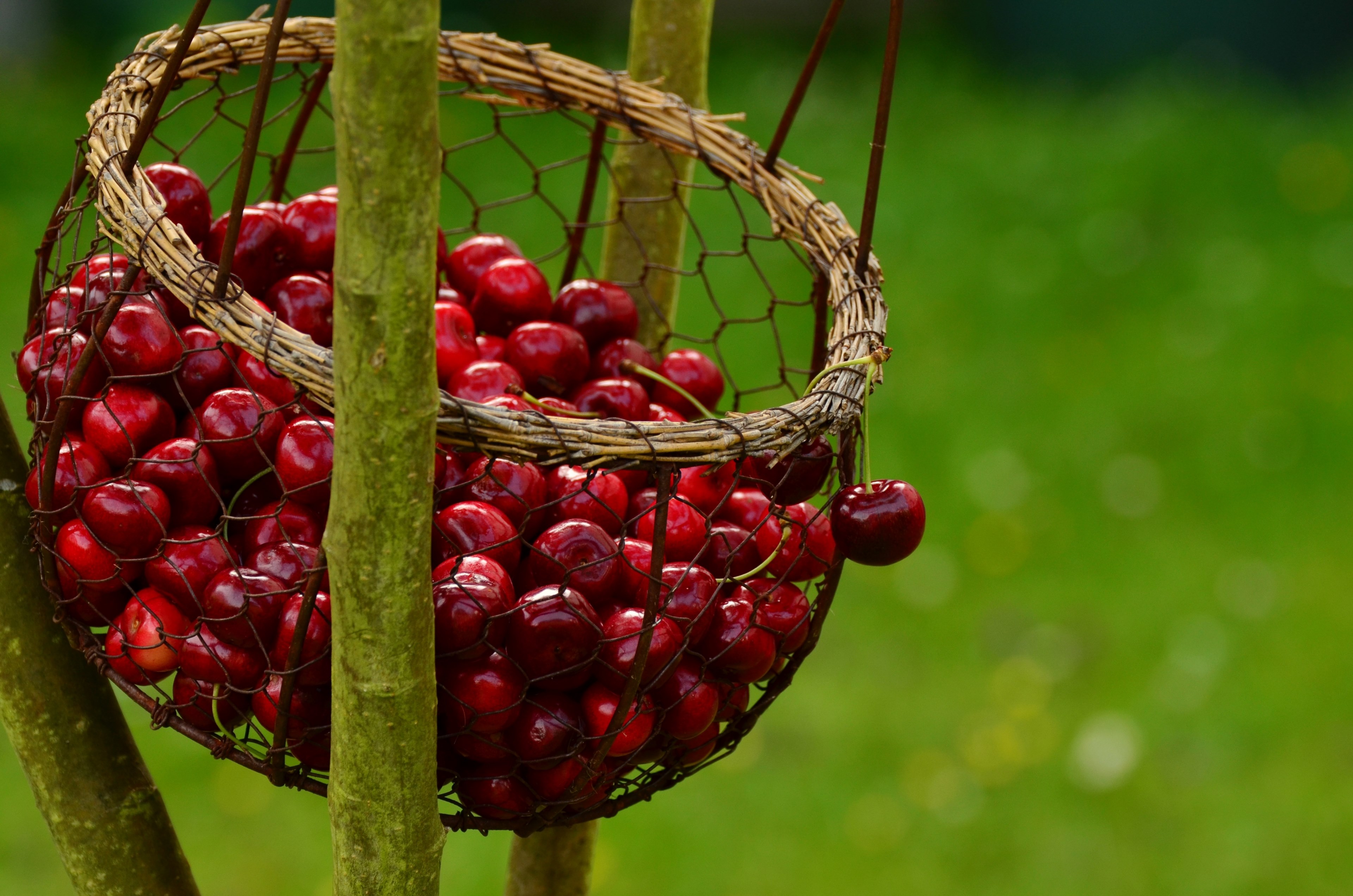 cherries fruits sweet cherry cherry harvest fruit 4k, HD Wallpaper