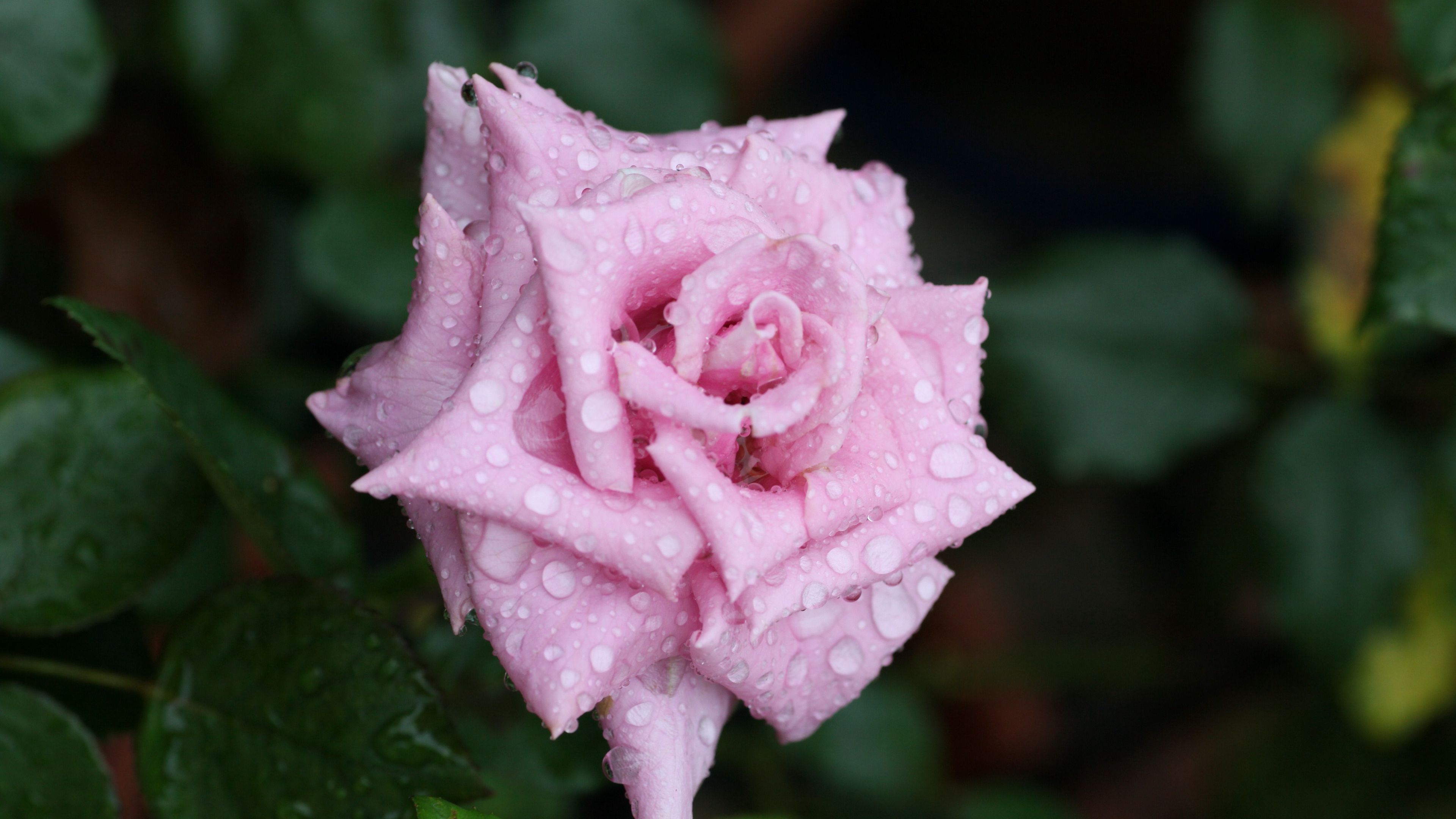 rose, flower, bud, drops, mildew, leaf, 4k, HD Wallpaper